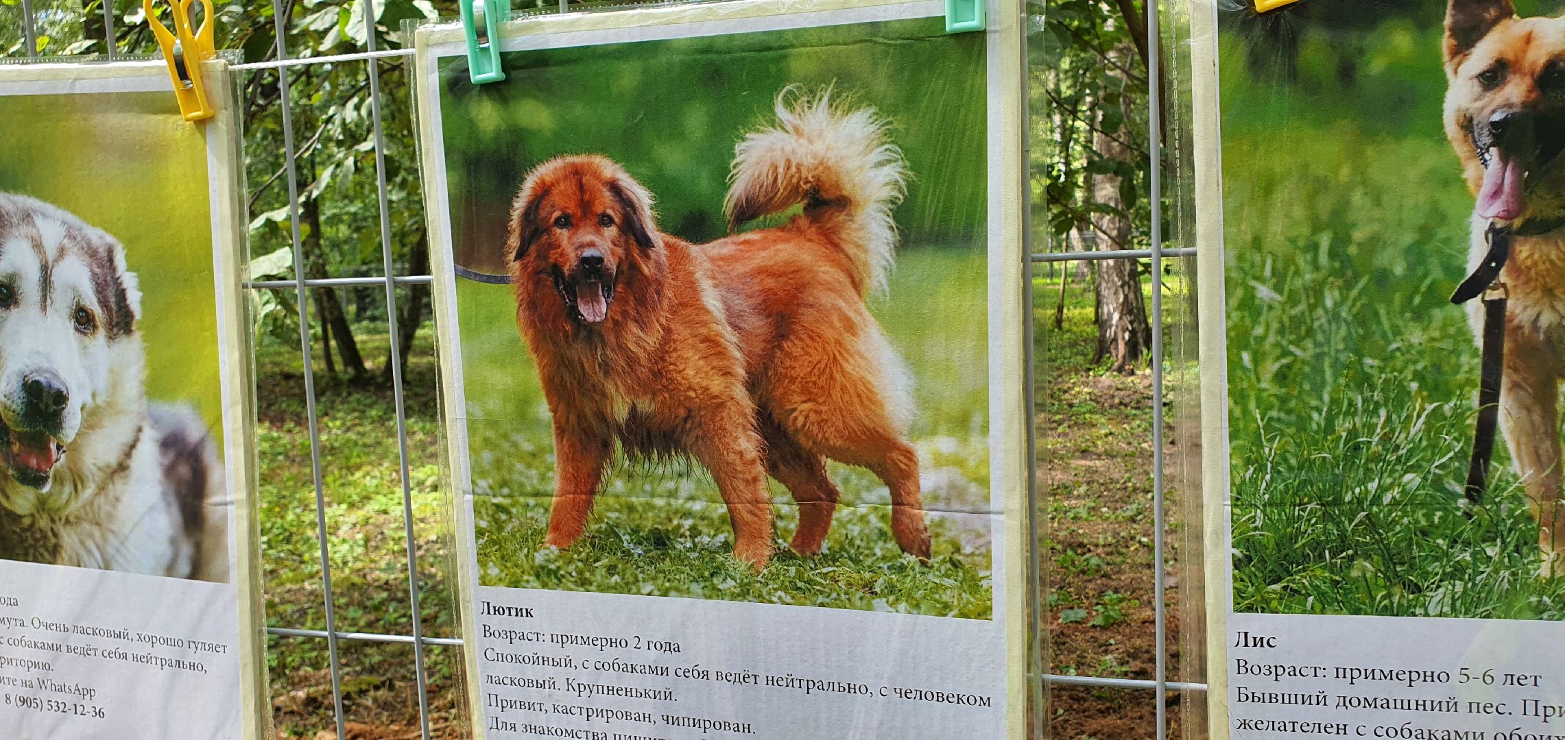 Парк Взлёт, фотовыставка собак, Домодедово