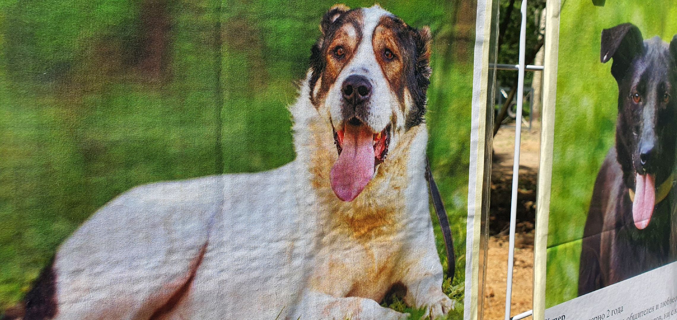 Парк Взлёт, фотовыставка собак, Домодедово