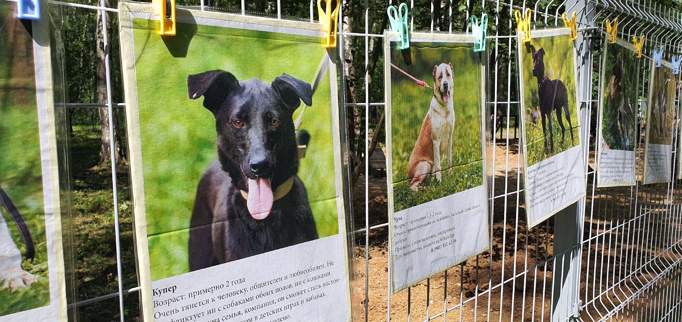 Парк Взлёт, фотовыставка собак, Домодедово