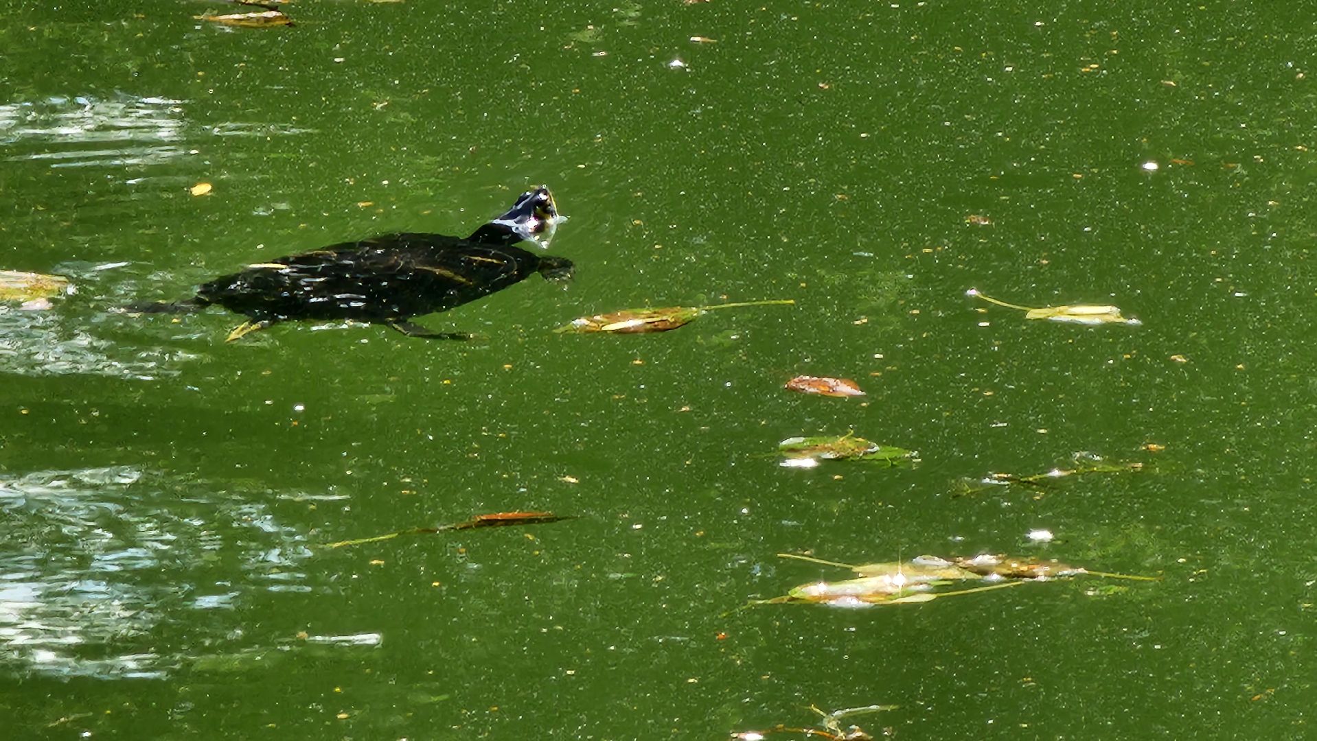 экология, благоустройство, фауна,