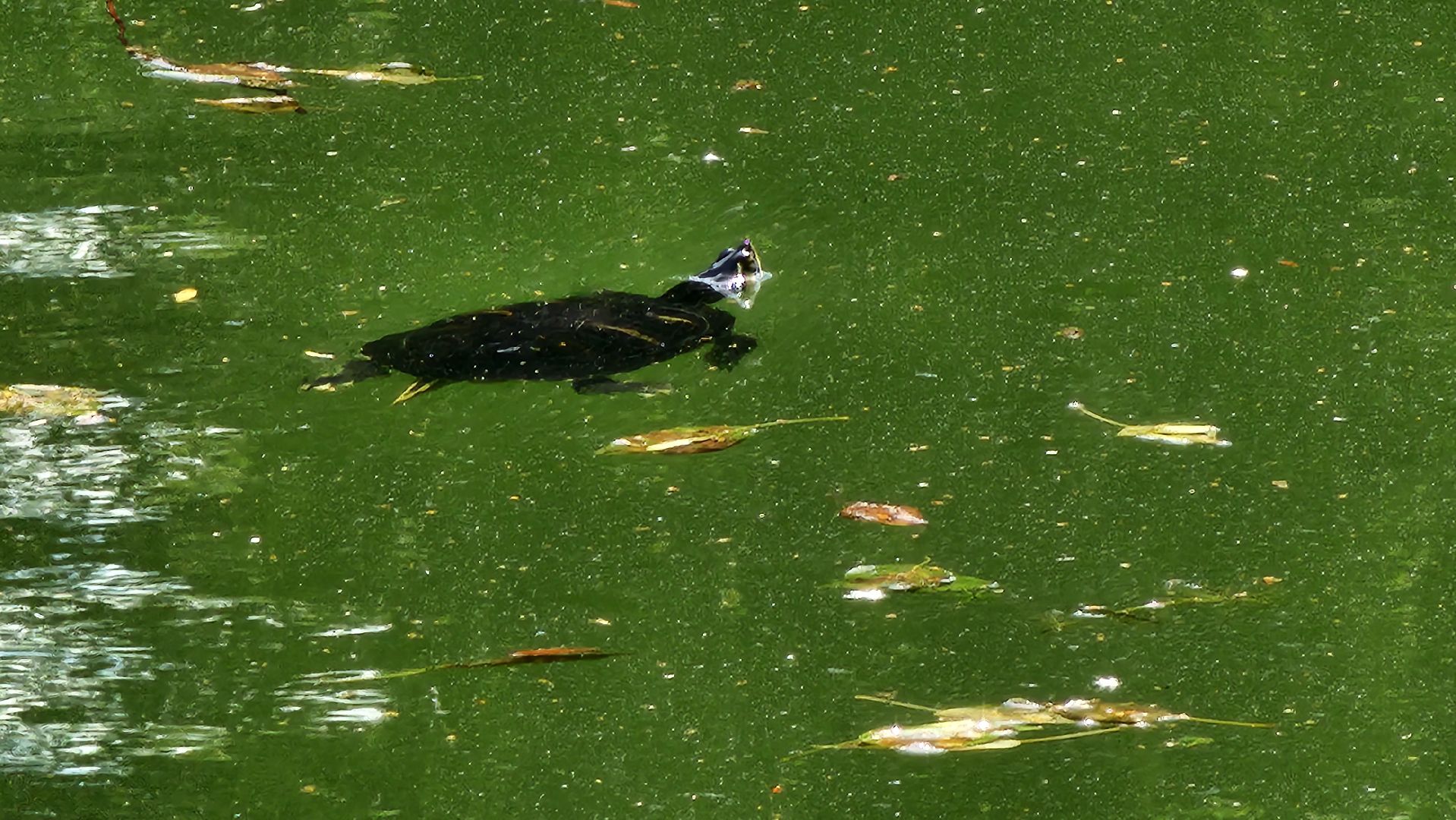 экология, благоустройство, фауна,