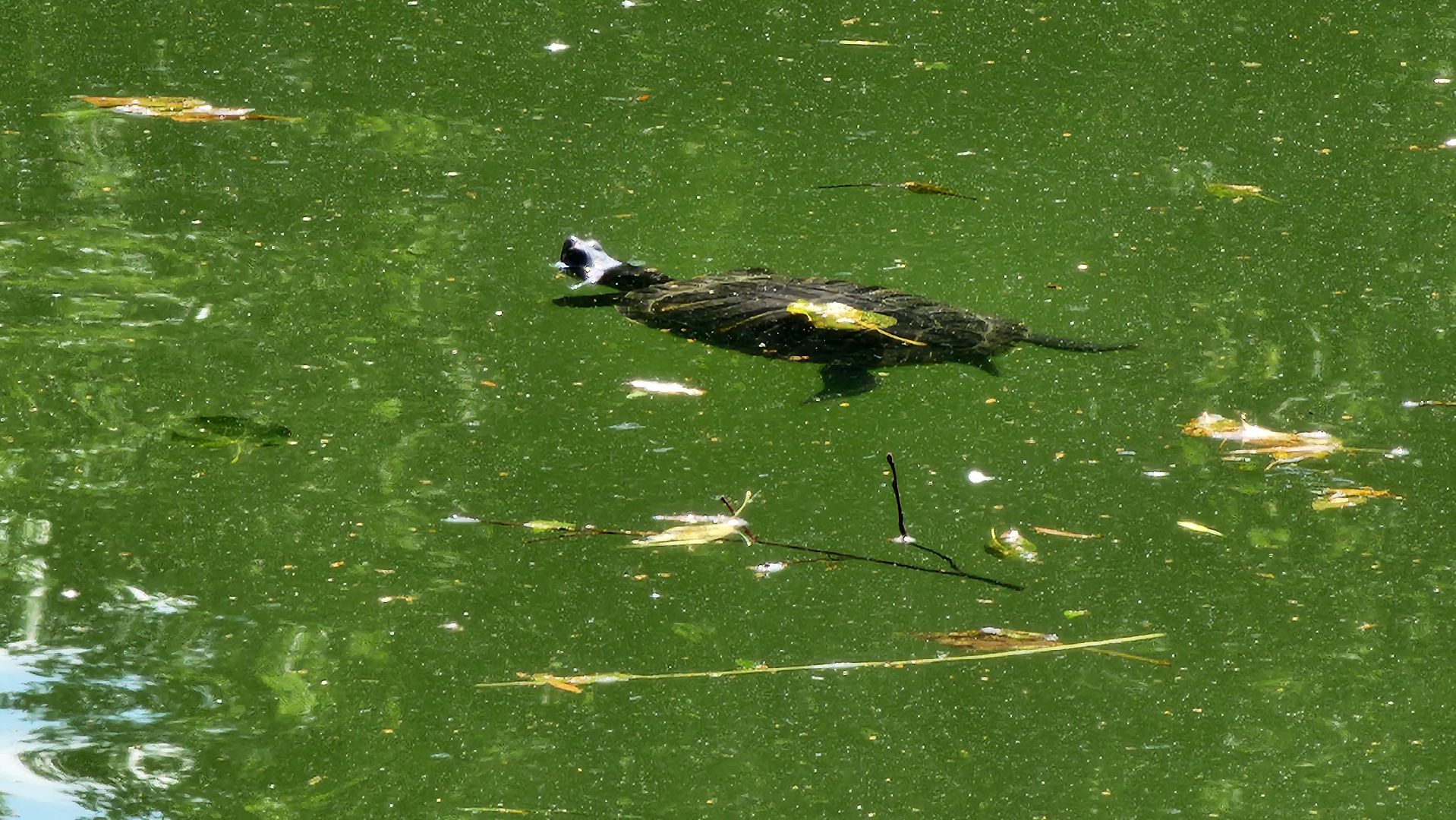 экология, благоустройство, фауна,
