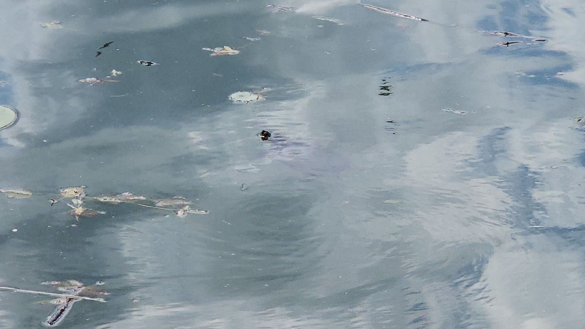 экология, благоустройство, фауна,