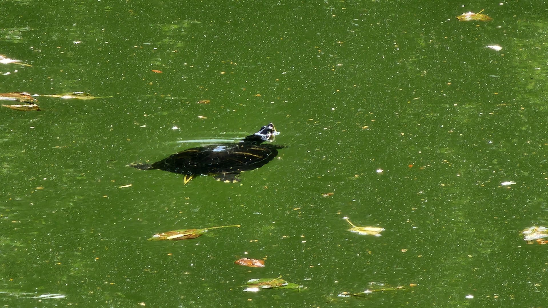 экология, благоустройство, фауна,