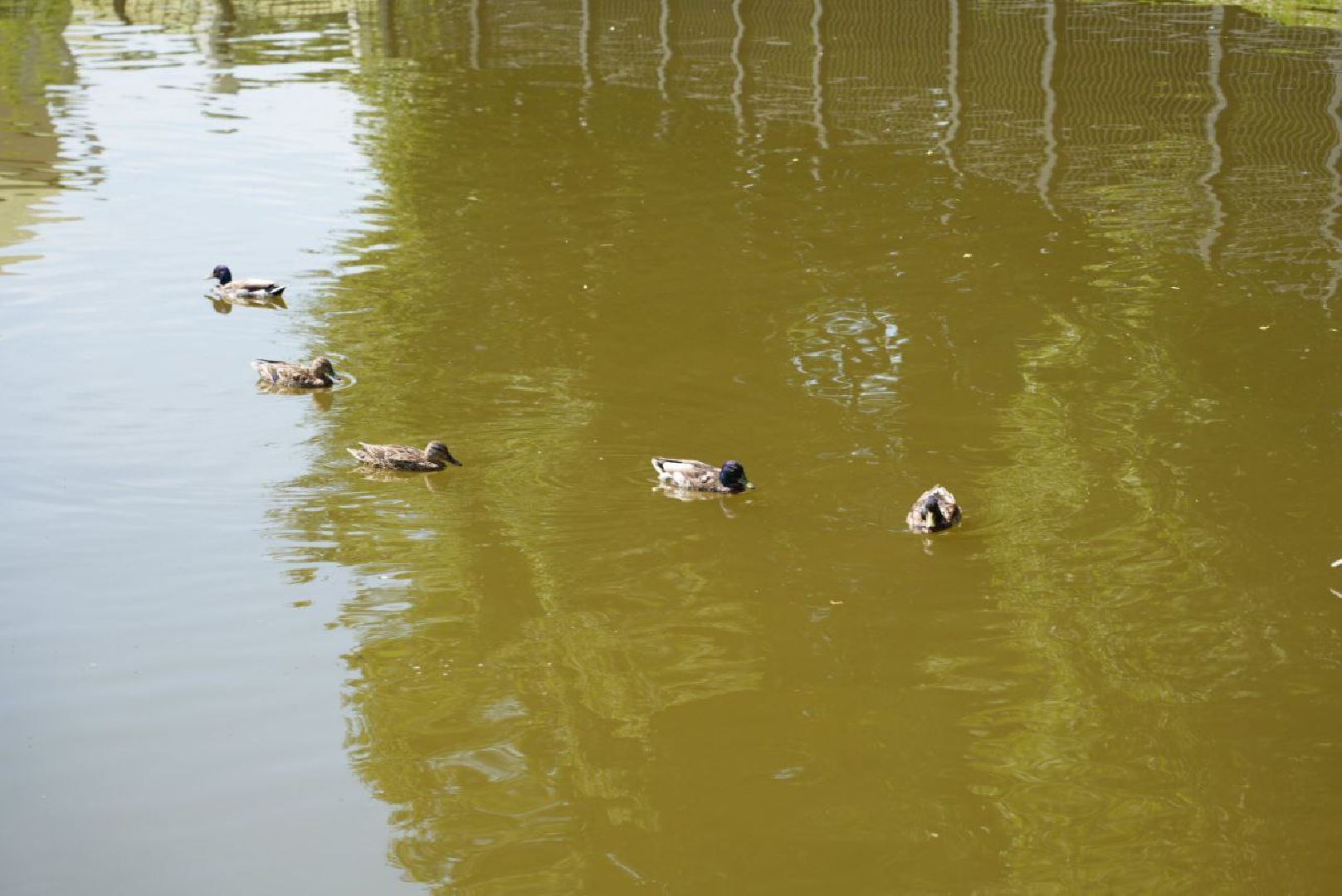 Сергиево-Посадский городской округ, Сергиев Посад, Утки, Бизнес, Общество, Добрые дела, Птицы