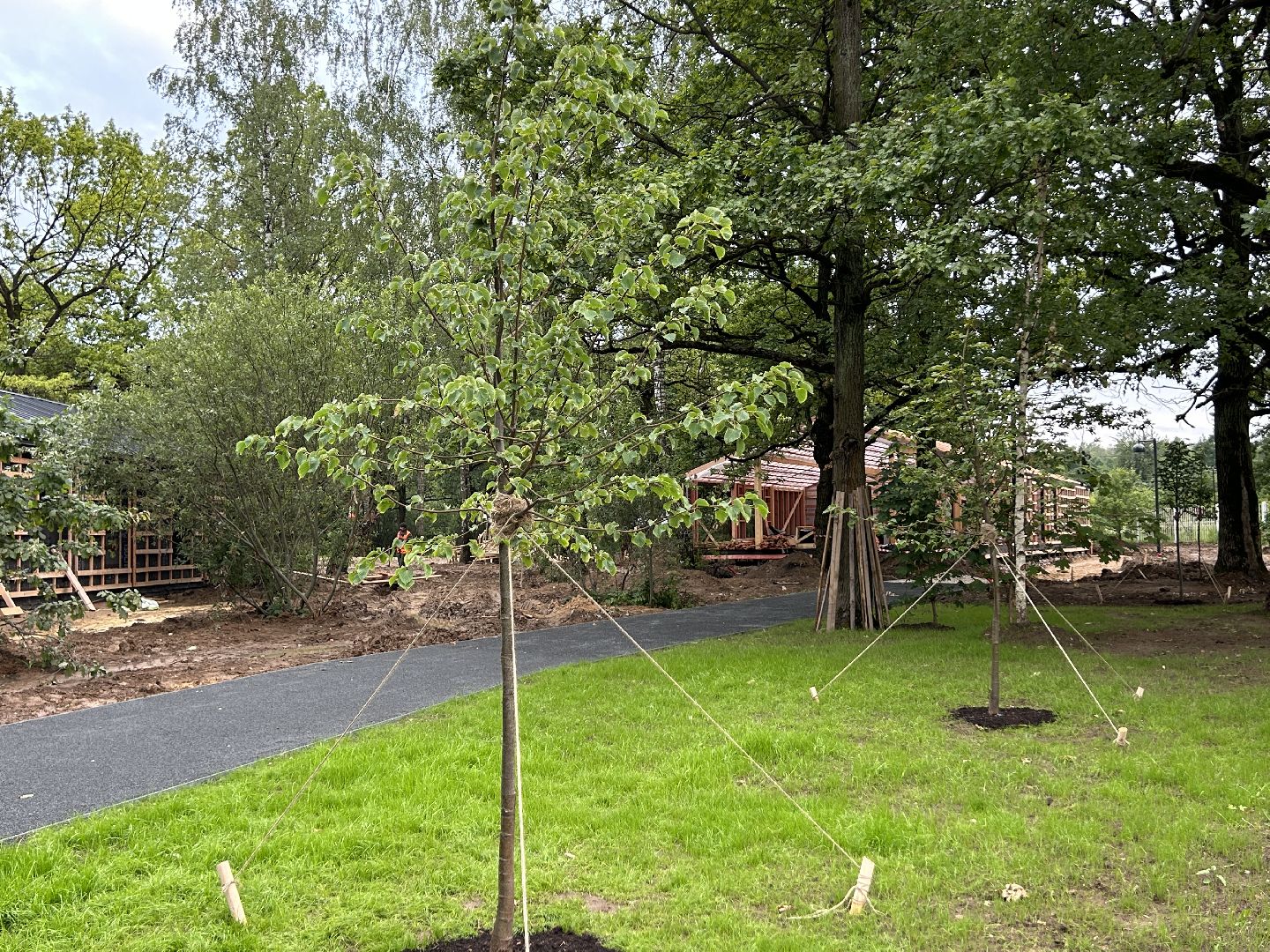 благоустройство, лесопарк, Фрязино