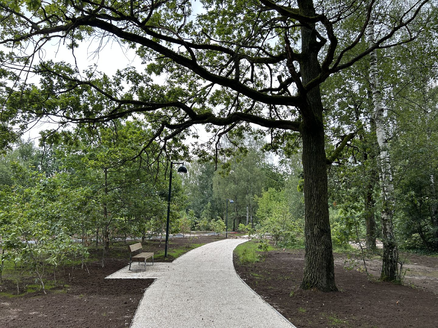 благоустройство, лесопарк, Фрязино