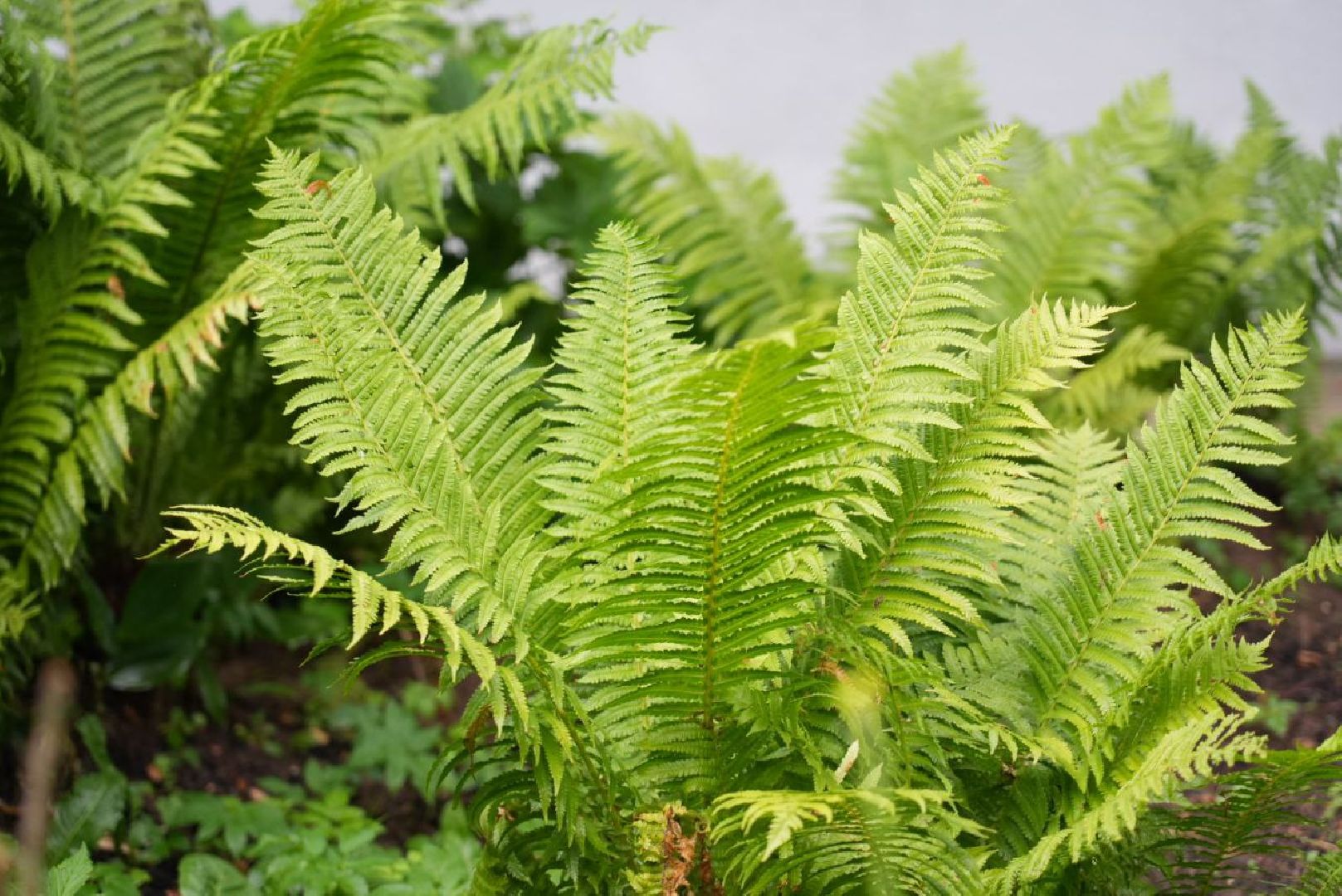 Сергиево-Посадский городской округ, Сергиев Посад, Конкурс цветников, Красота, Лето в Подмосковье, Благоустройство, Перемены