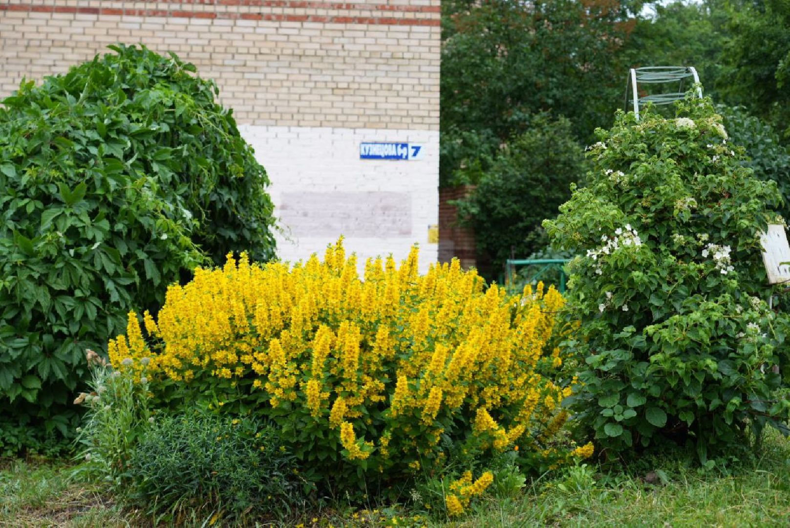 Сергиево-Посадский городской округ, Сергиев Посад, Конкурс цветников, Красота, Лето в Подмосковье, Благоустройство, Перемены