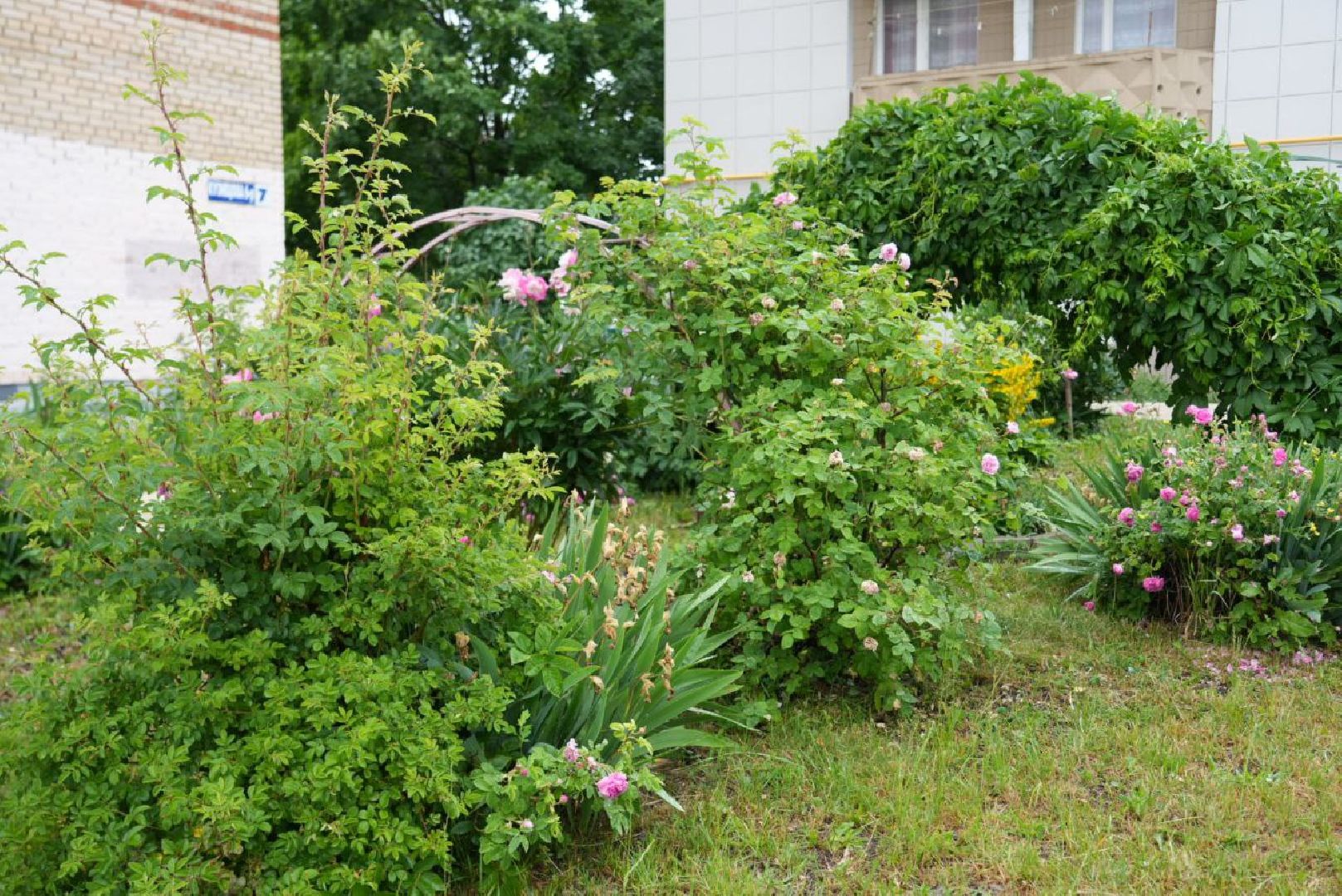 Сергиево-Посадский городской округ, Сергиев Посад, Конкурс цветников, Красота, Лето в Подмосковье, Благоустройство, Перемены