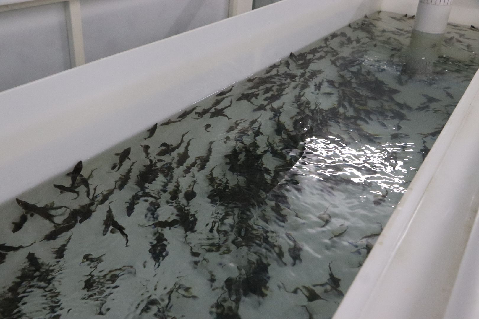 Серебряные Пруды, сельское хозяйство, экономка, осетр