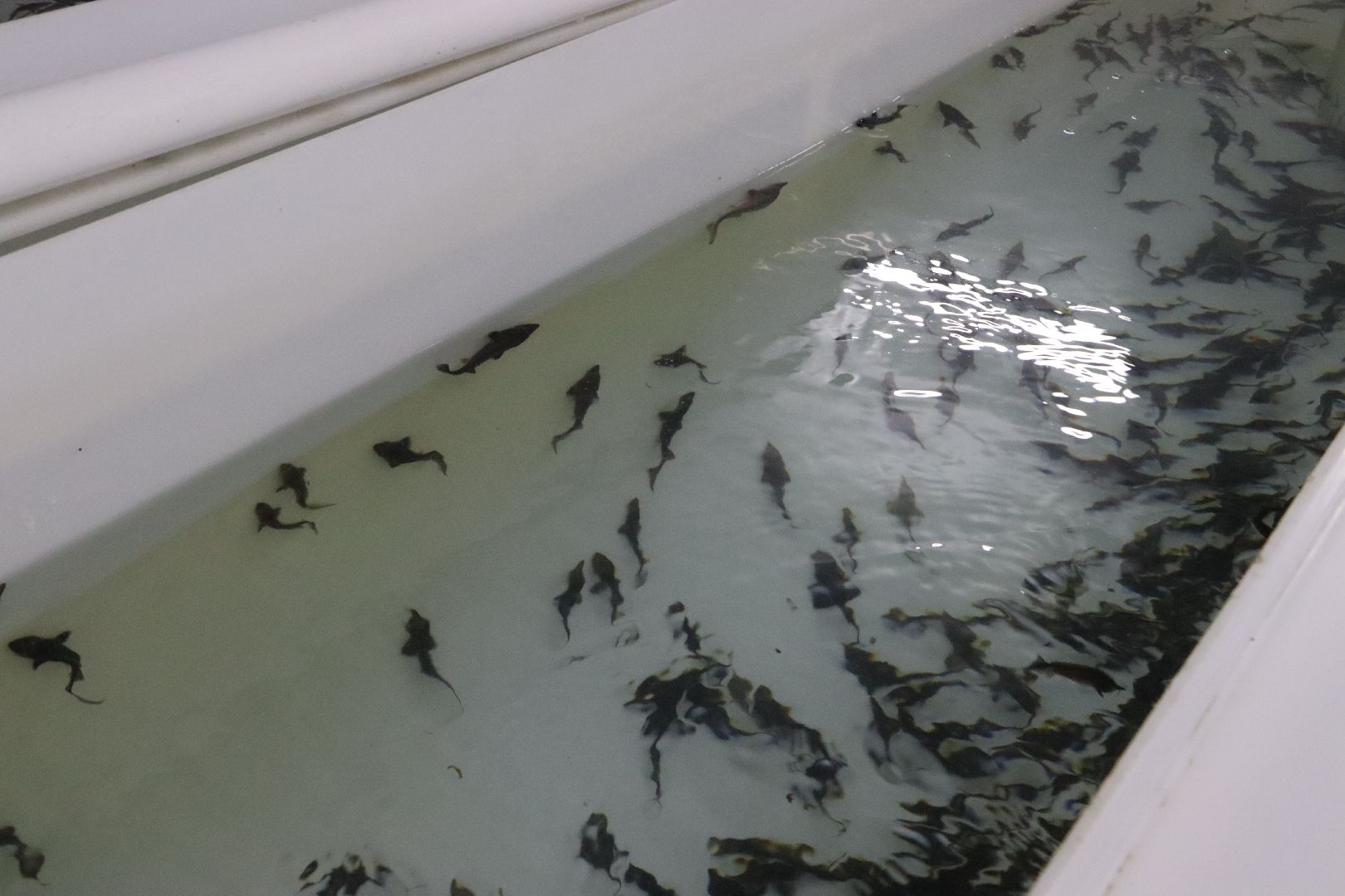 Серебряные Пруды, сельское хозяйство, экономка, осетр