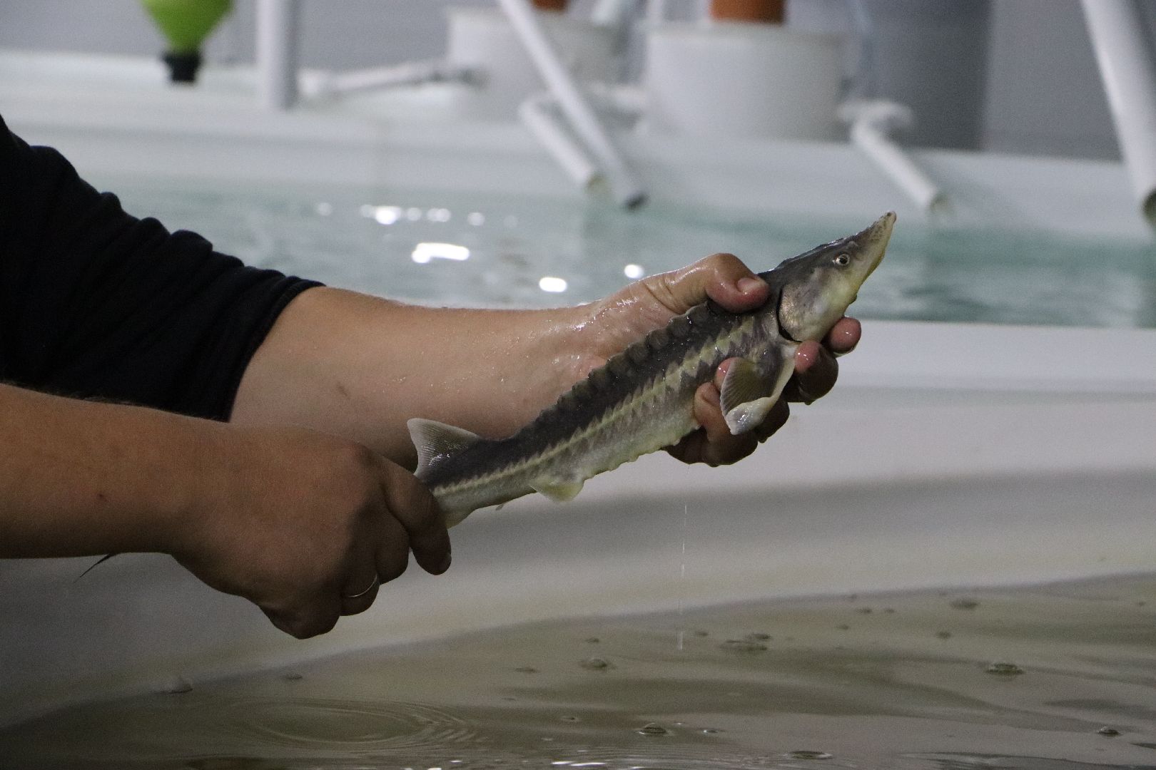 Серебряные Пруды, сельское хозяйство, экономка, осетр