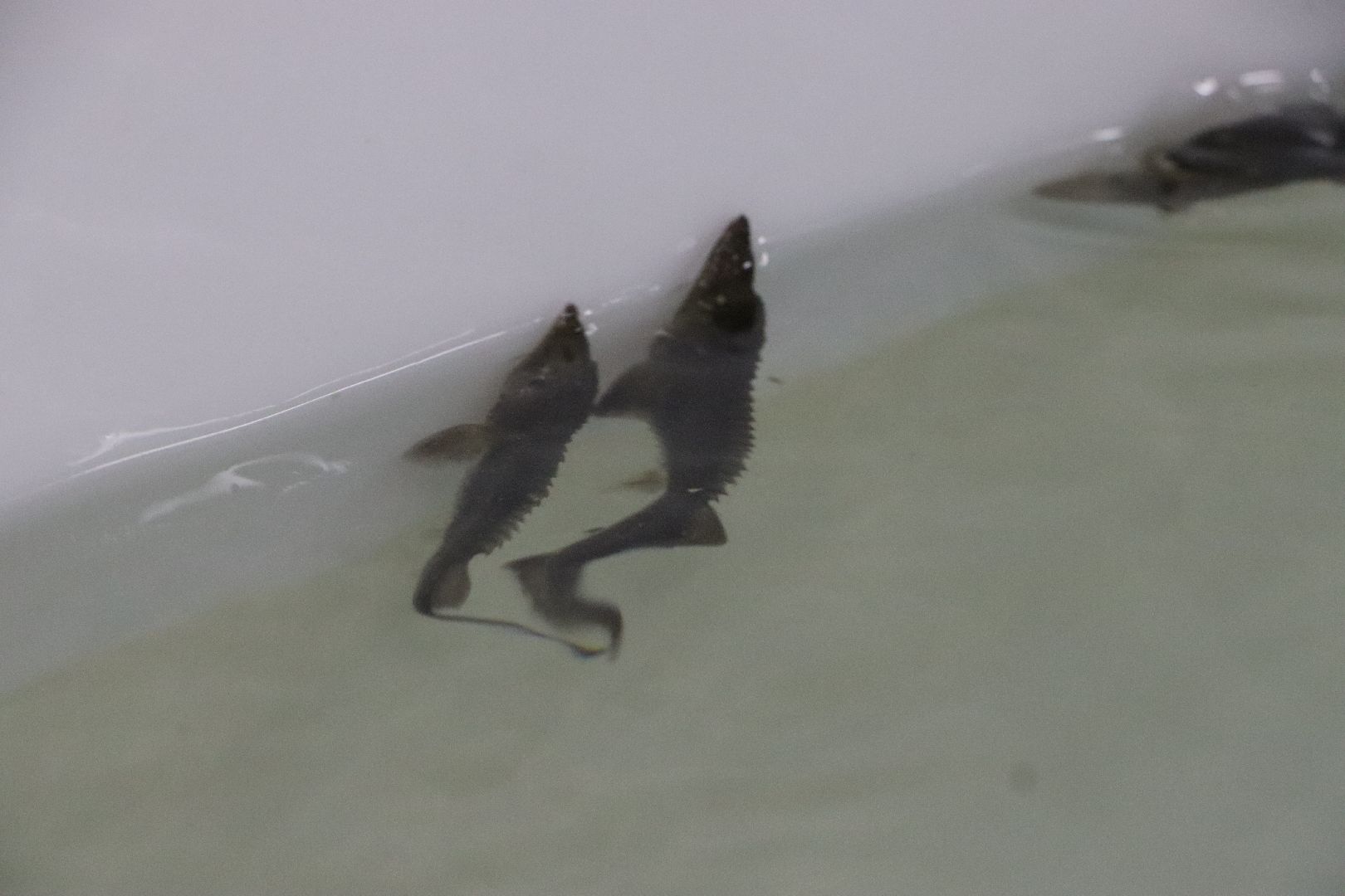 Серебряные Пруды, сельское хозяйство, экономка, осетр