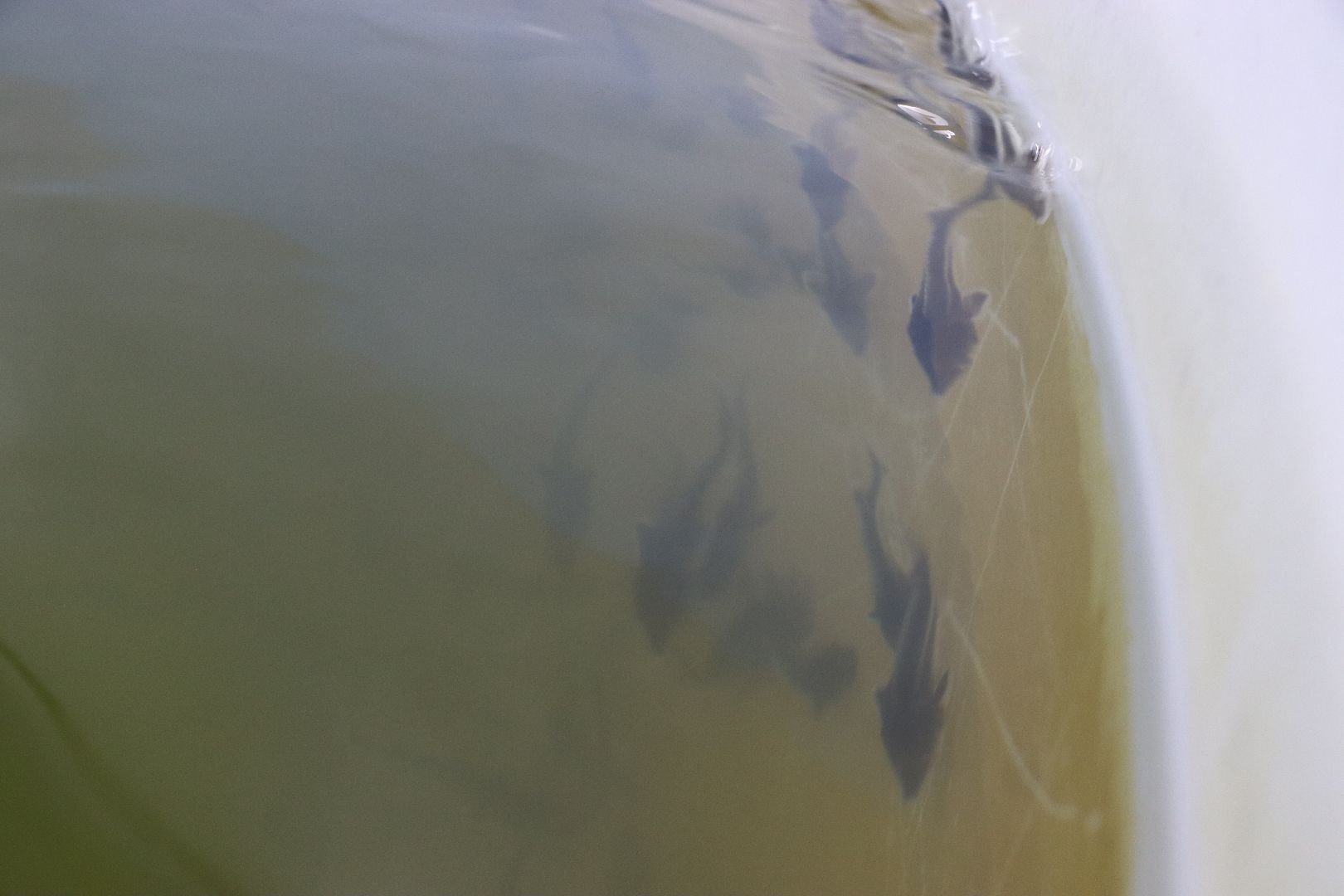 Серебряные Пруды, сельское хозяйство, экономка, осетр