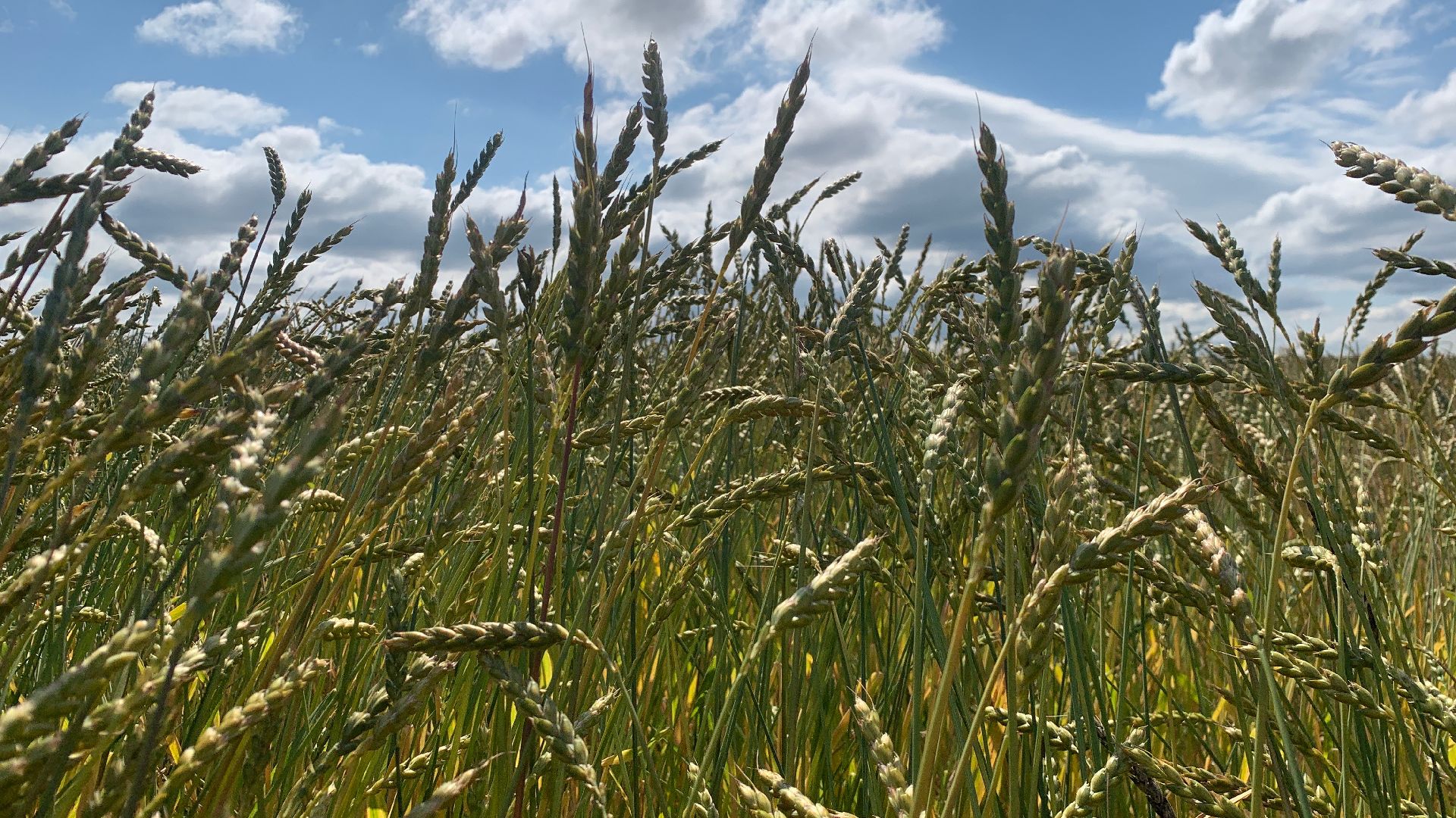 Ступино, сельское хозяйство, пшеница
