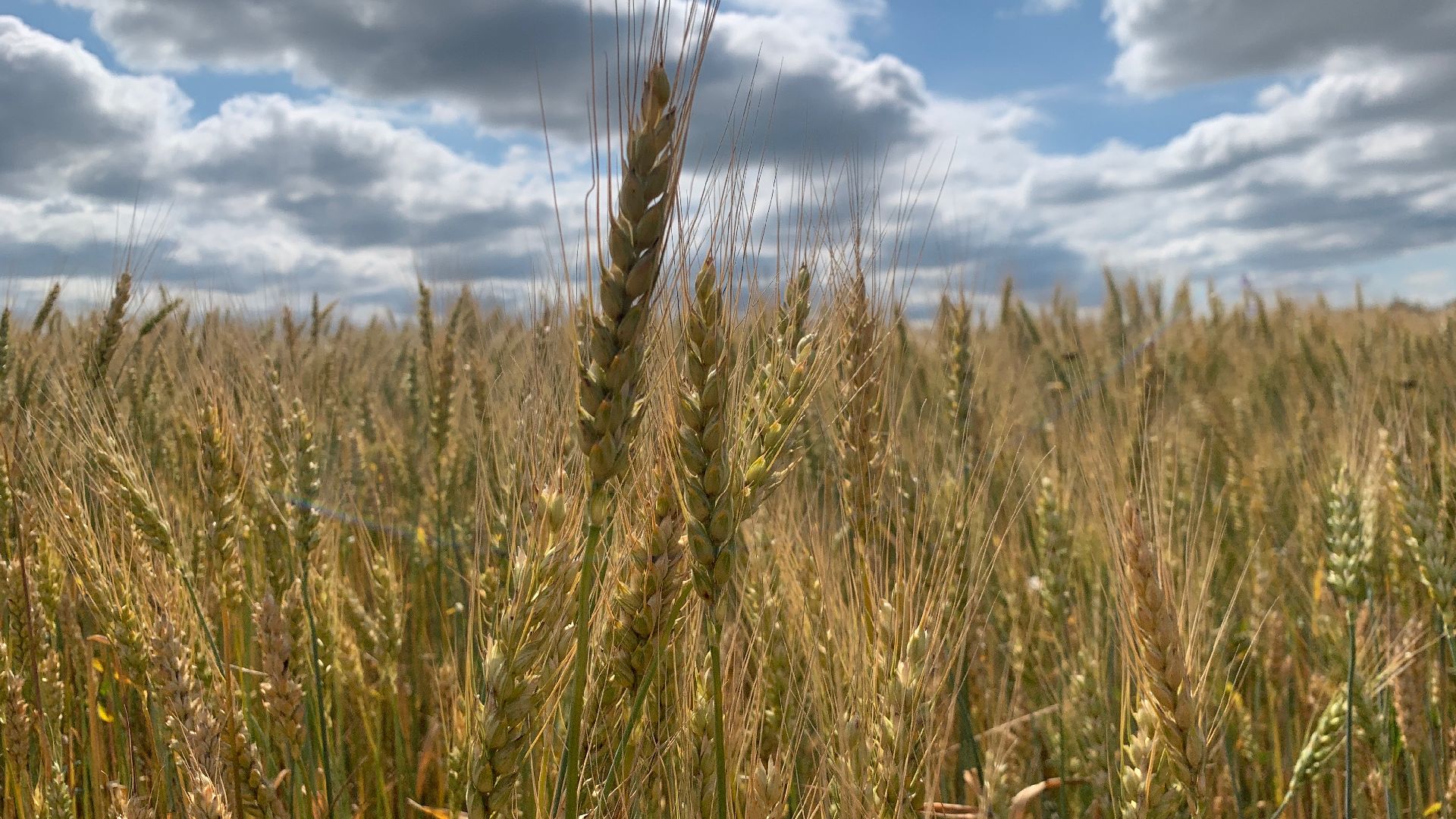 Ступино, сельское хозяйство, пшеница