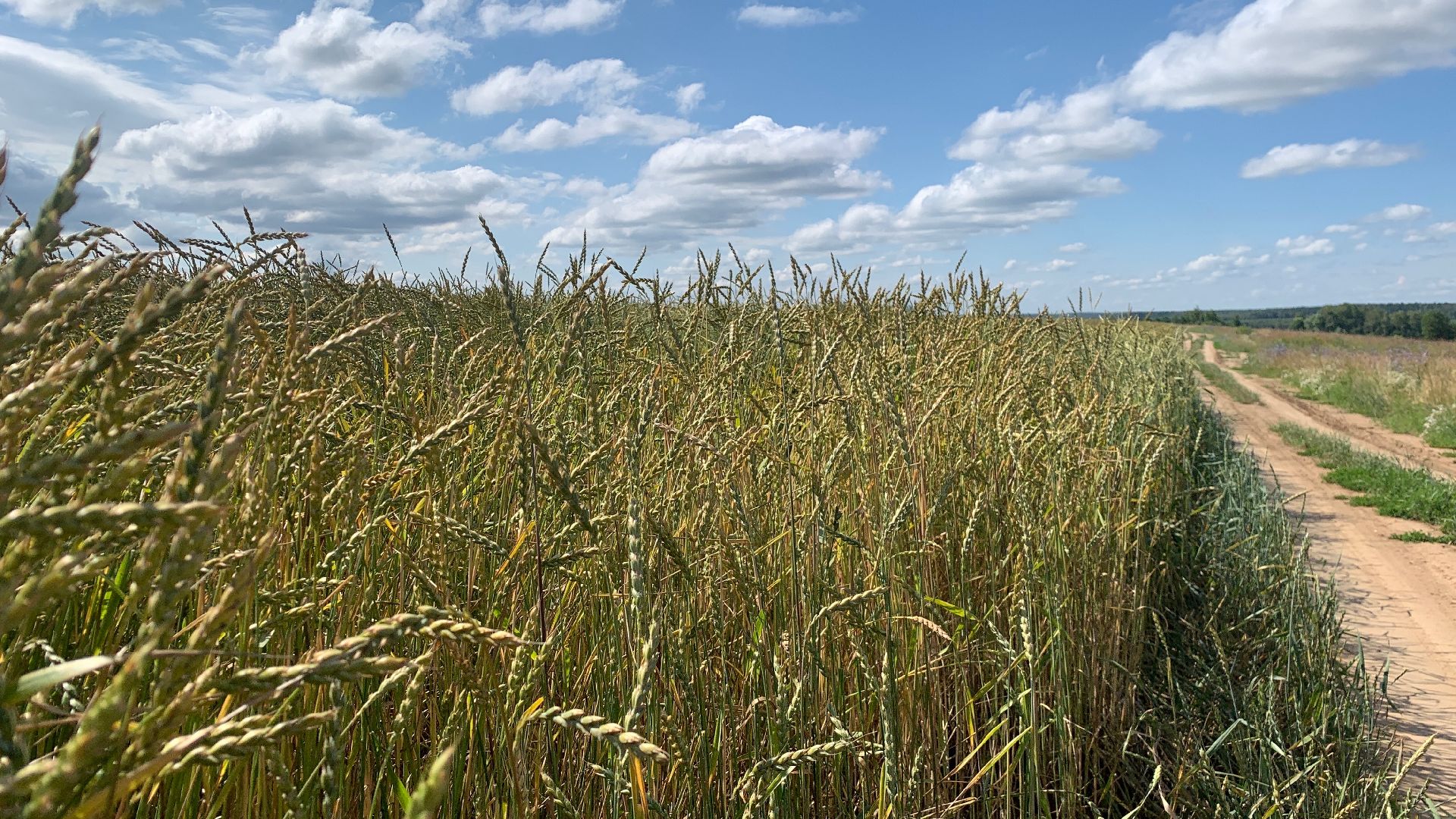 Ступино, сельское хозяйство, пшеница