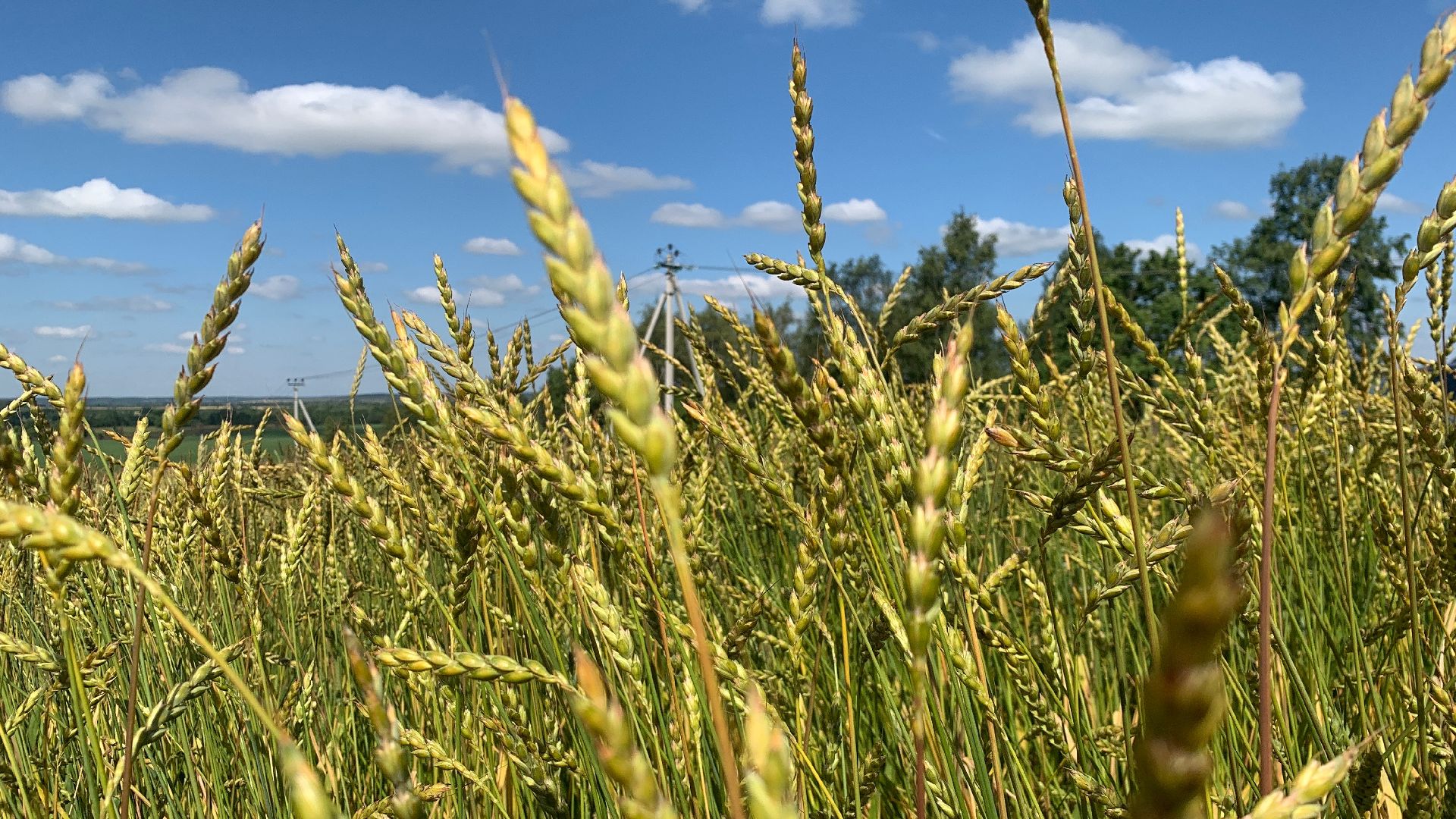 Ступино, сельское хозяйство, пшеница