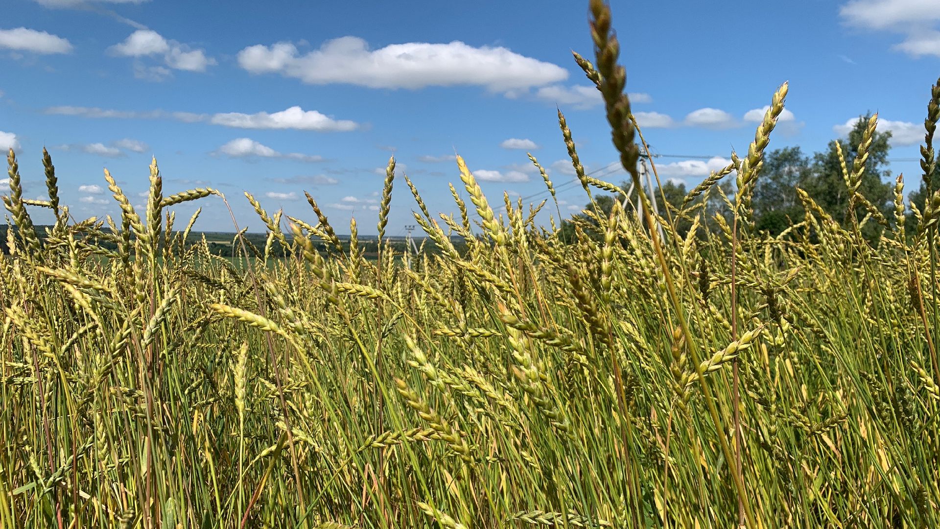 Ступино, сельское хозяйство, пшеница