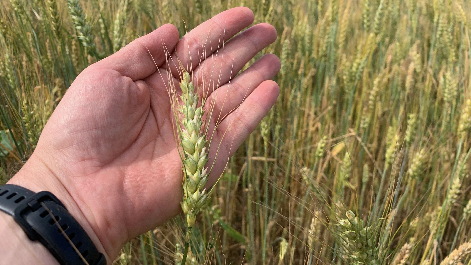 Ступино, сельское хозяйство, пшеница