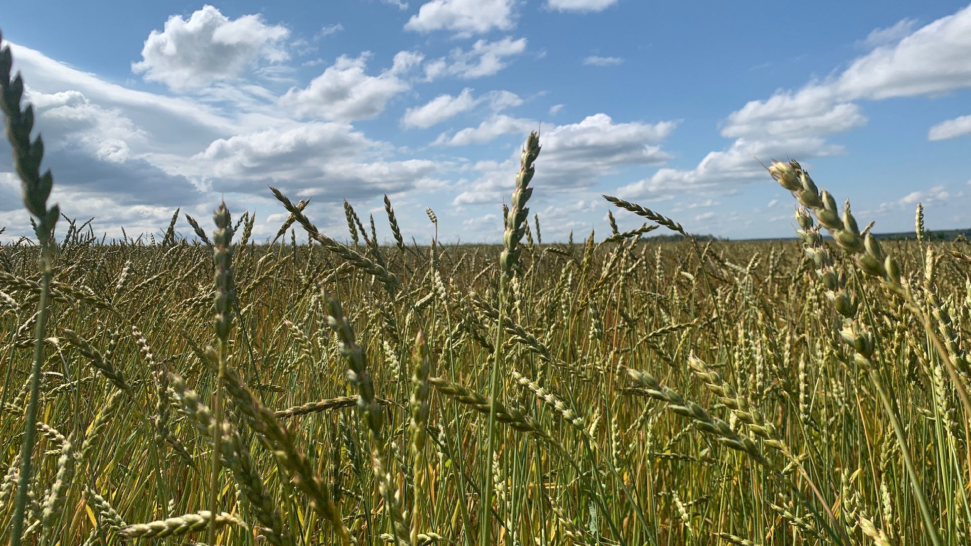 Ступино, сельское хозяйство, пшеница