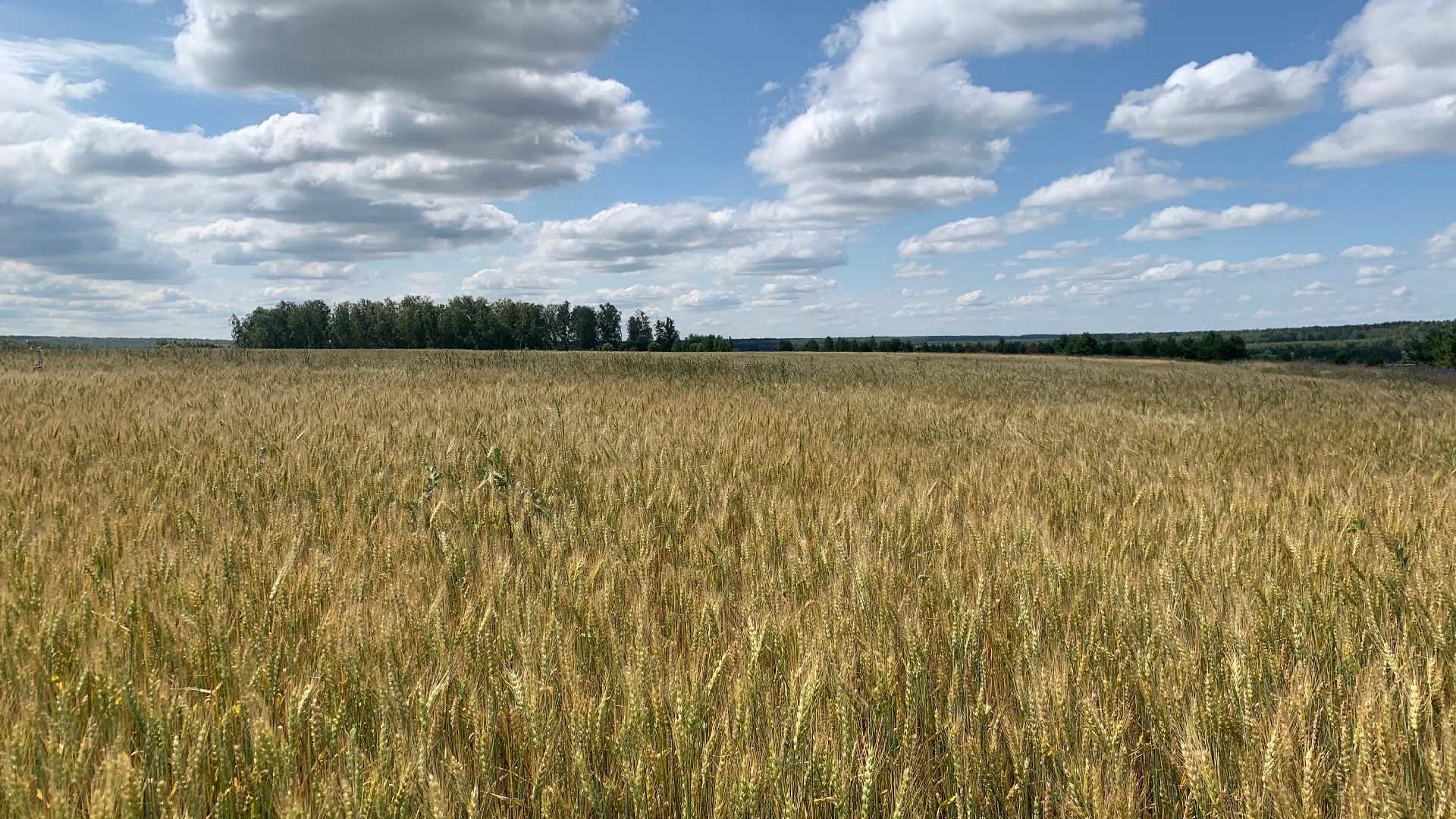 Ступино, сельское хозяйство, пшеница