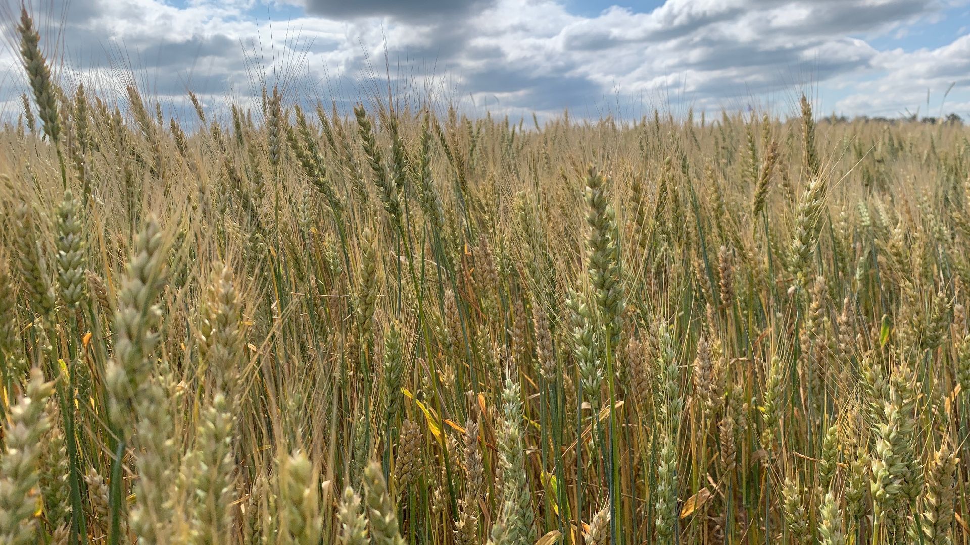 Ступино, сельское хозяйство, пшеница