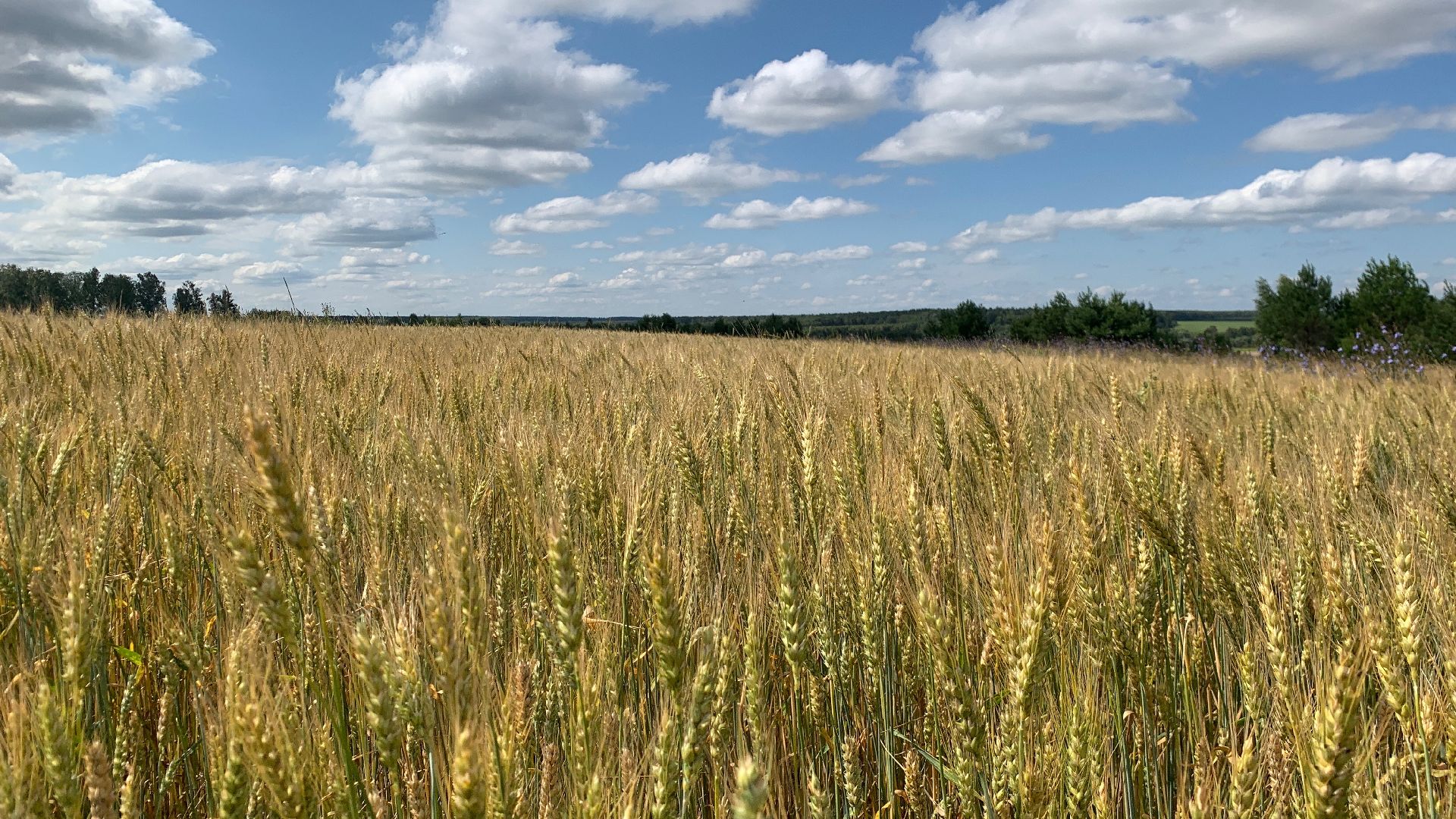 Ступино, сельское хозяйство, пшеница