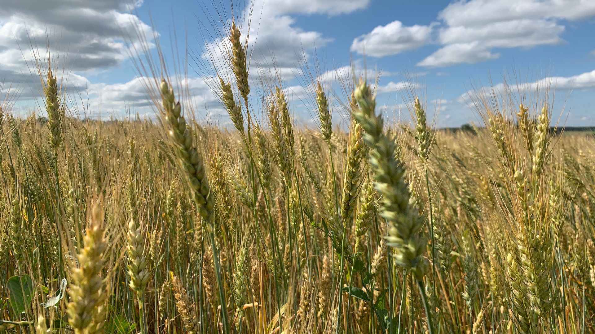 Ступино, сельское хозяйство, пшеница