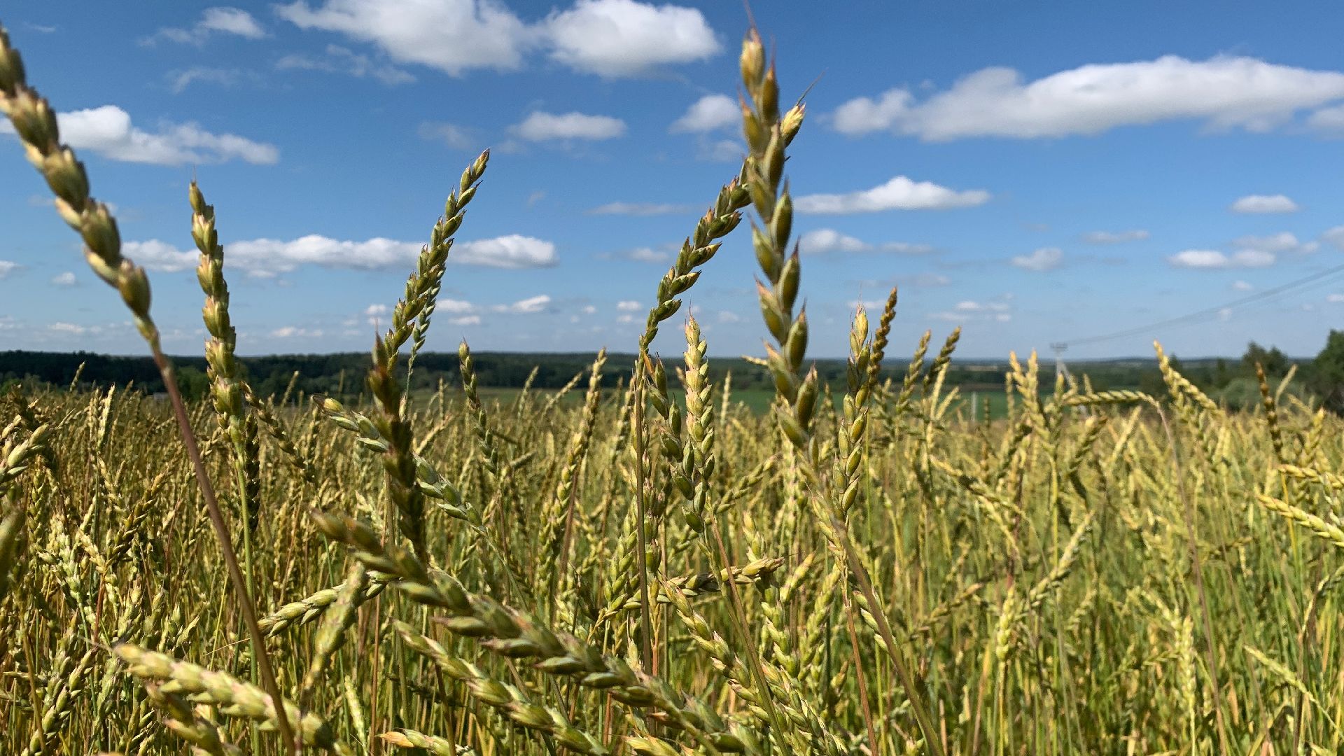 Ступино, сельское хозяйство, пшеница
