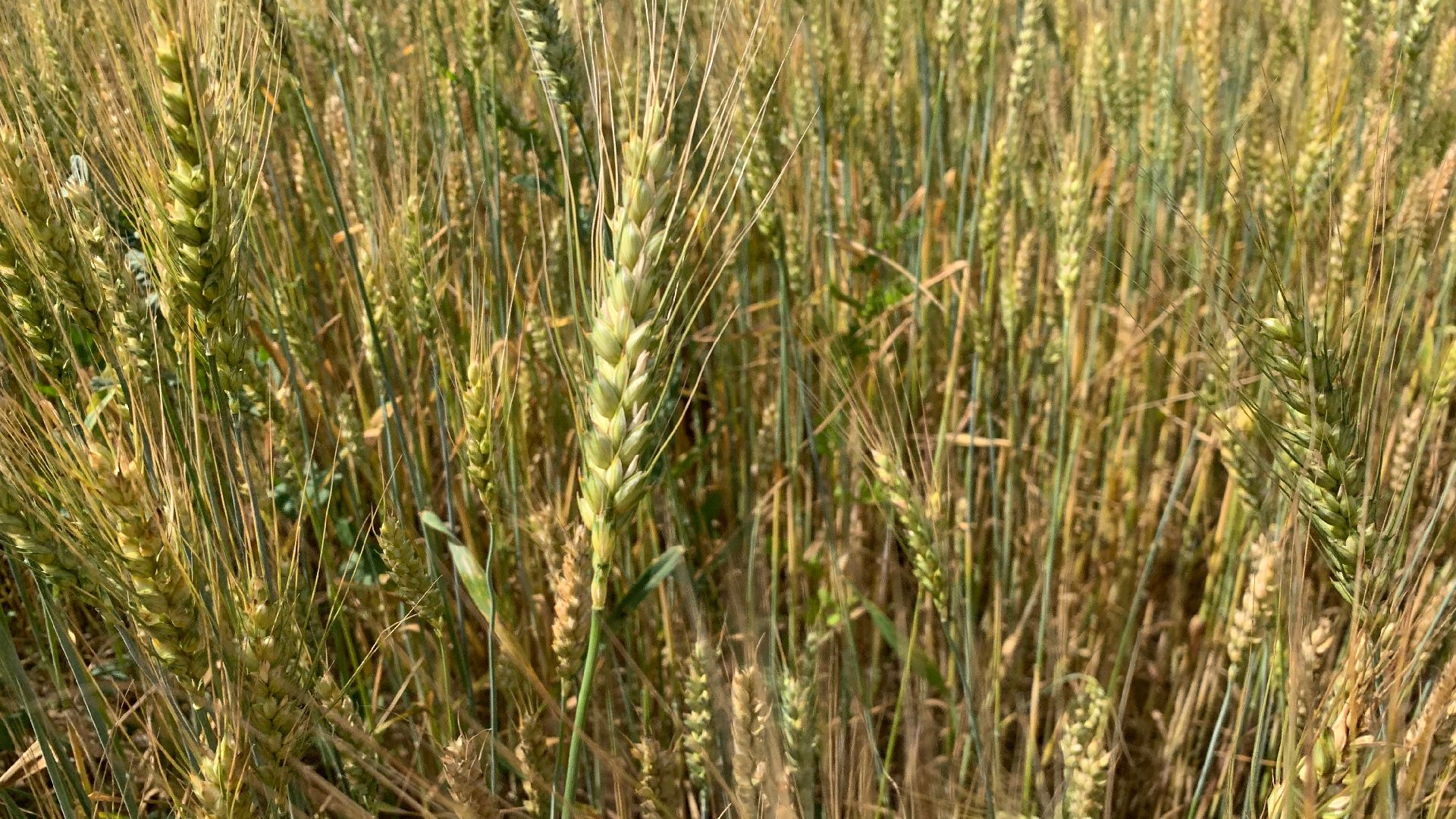 Ступино, сельское хозяйство, пшеница