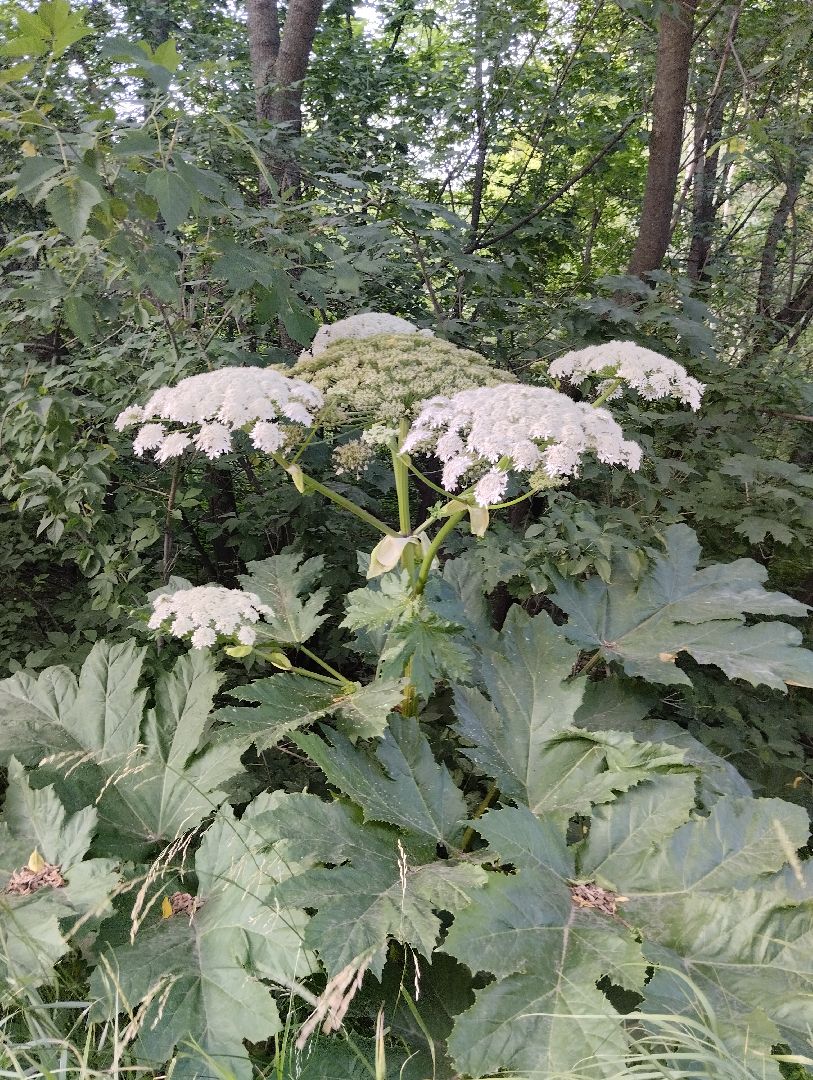 Борщевик Сосновского, растения, ядовитые растения, Ногинск, Богородский городской округ
