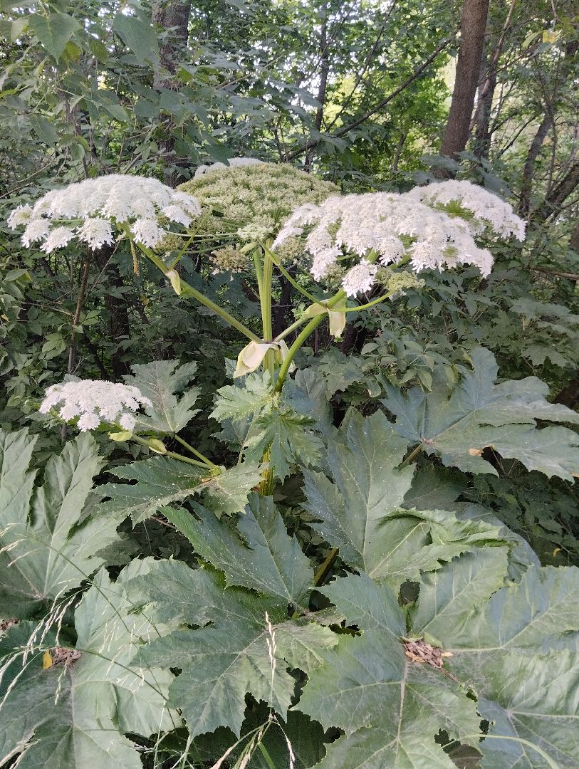 Борщевик Сосновского, растения, ядовитые растения, Ногинск, Богородский городской округ