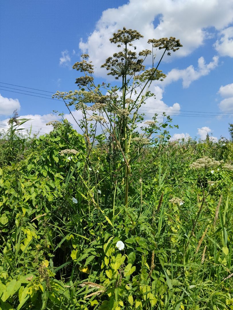 Борщевик Сосновского, растения, ядовитые растения, Ногинск, Богородский городской округ