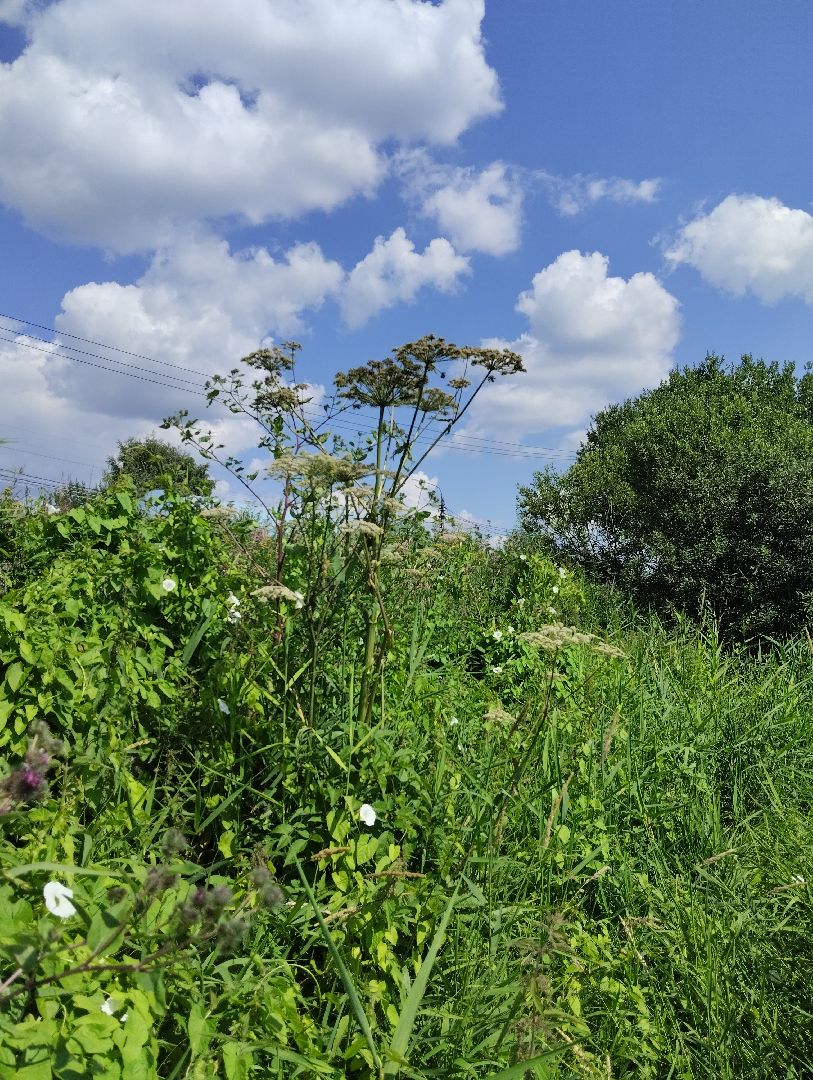 Борщевик Сосновского, растения, ядовитые растения, Ногинск, Богородский городской округ