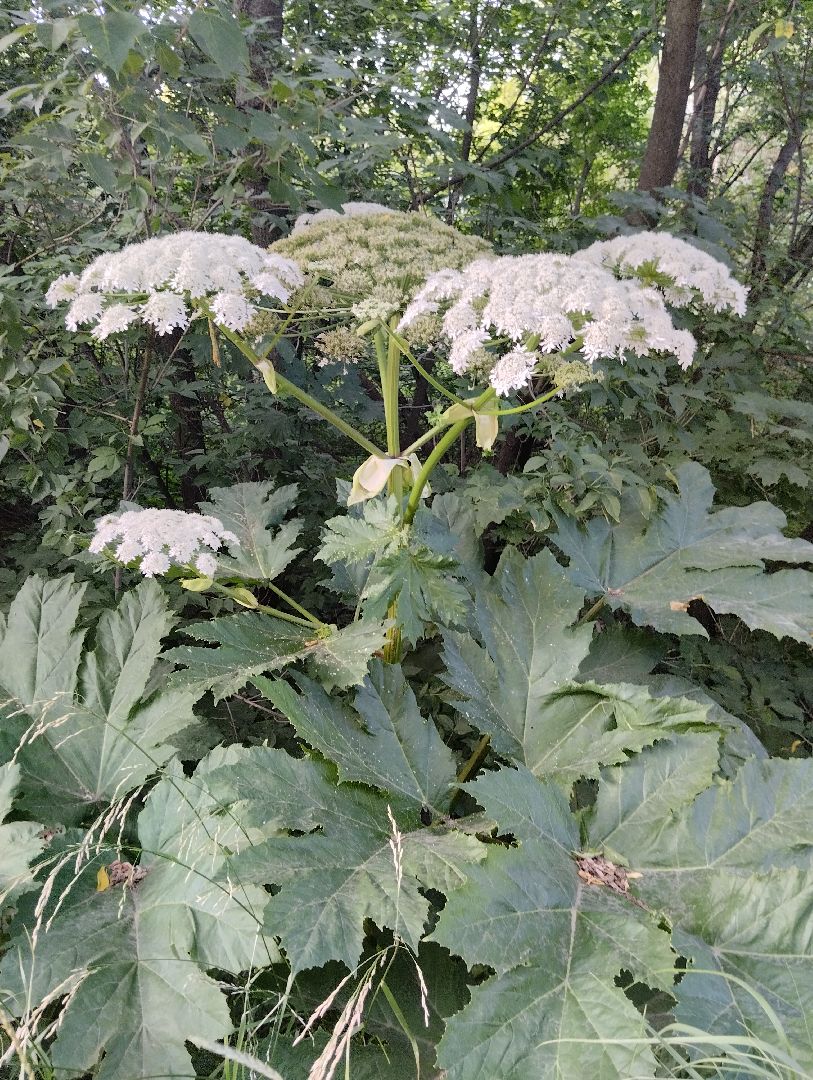 Борщевик Сосновского, растения, ядовитые растения, Ногинск, Богородский городской округ