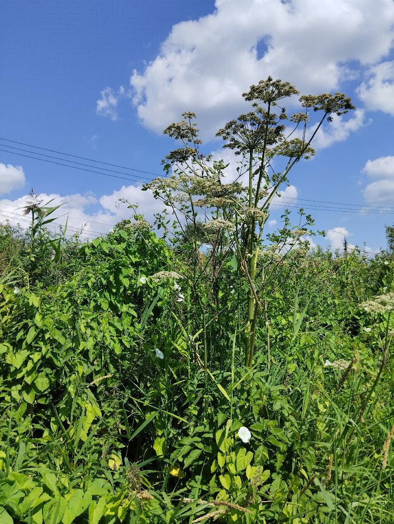 Борщевик Сосновского, растения, ядовитые растения, Ногинск, Богородский городской округ