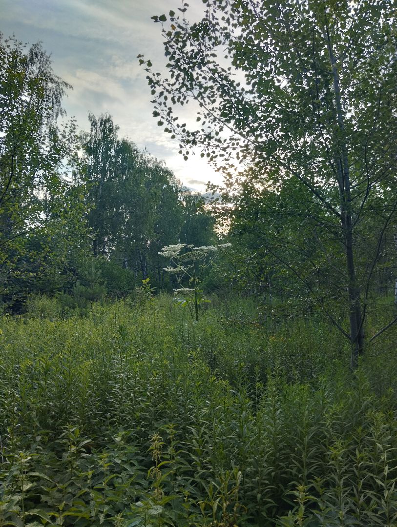 Борщевик Сосновского, растения, ядовитые растения, Ногинск, Богородский городской округ