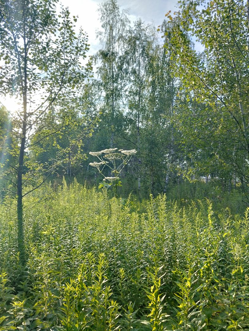 Борщевик Сосновского, растения, ядовитые растения, Ногинск, Богородский городской округ