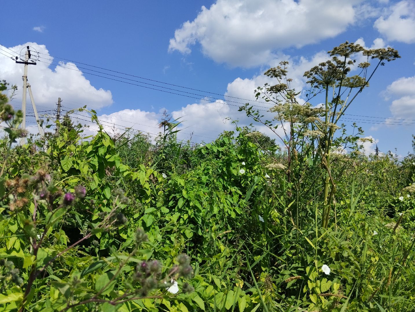 Борщевик Сосновского, растения, ядовитые растения, Ногинск, Богородский городской округ