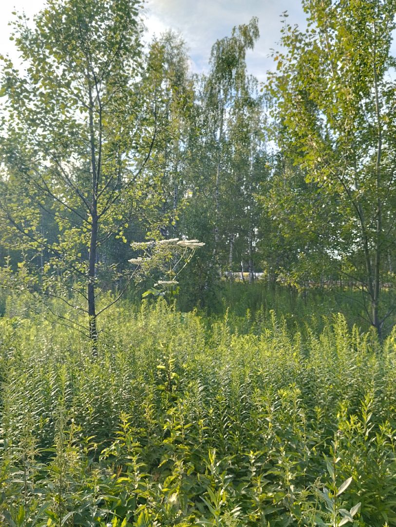 Борщевик Сосновского, растения, ядовитые растения, Ногинск, Богородский городской округ