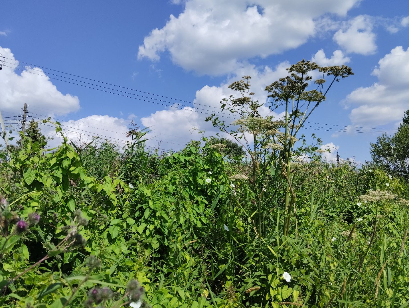 Борщевик Сосновского, растения, ядовитые растения, Ногинск, Богородский городской округ