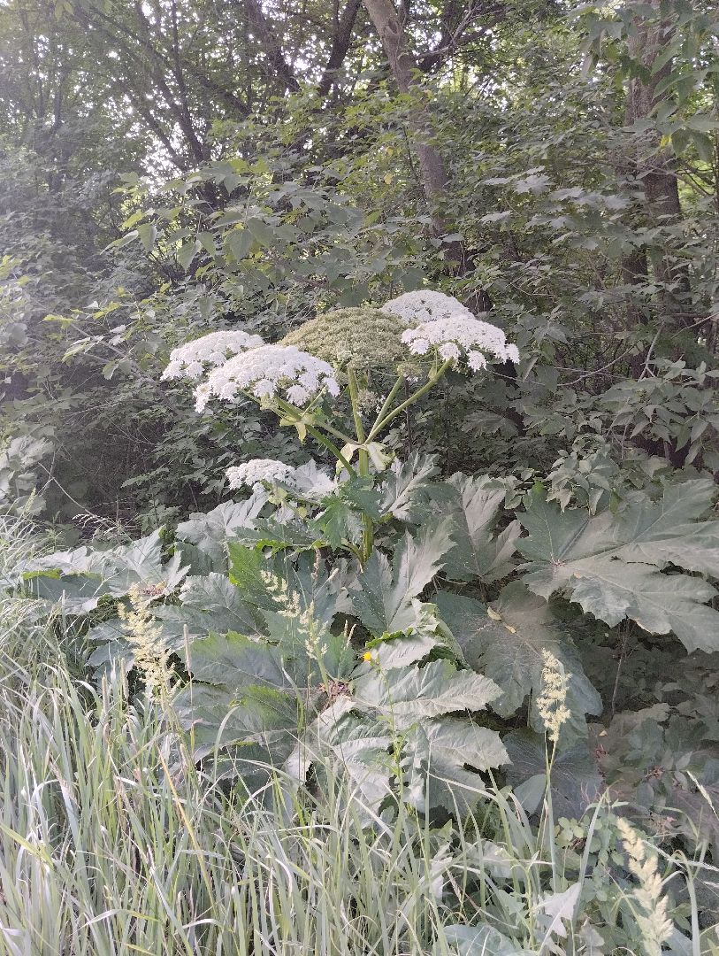 Борщевик Сосновского, растения, ядовитые растения, Ногинск, Богородский городской округ