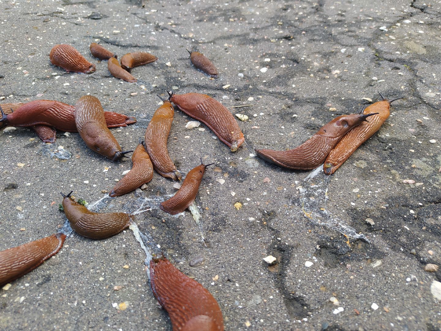 Истра, португальский слизень, слизни, мутанты, моллюски