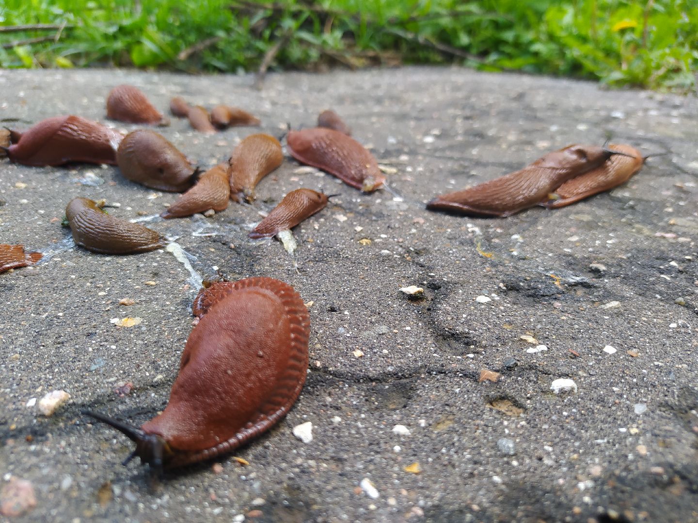 Истра, португальский слизень, слизни, мутанты, моллюски