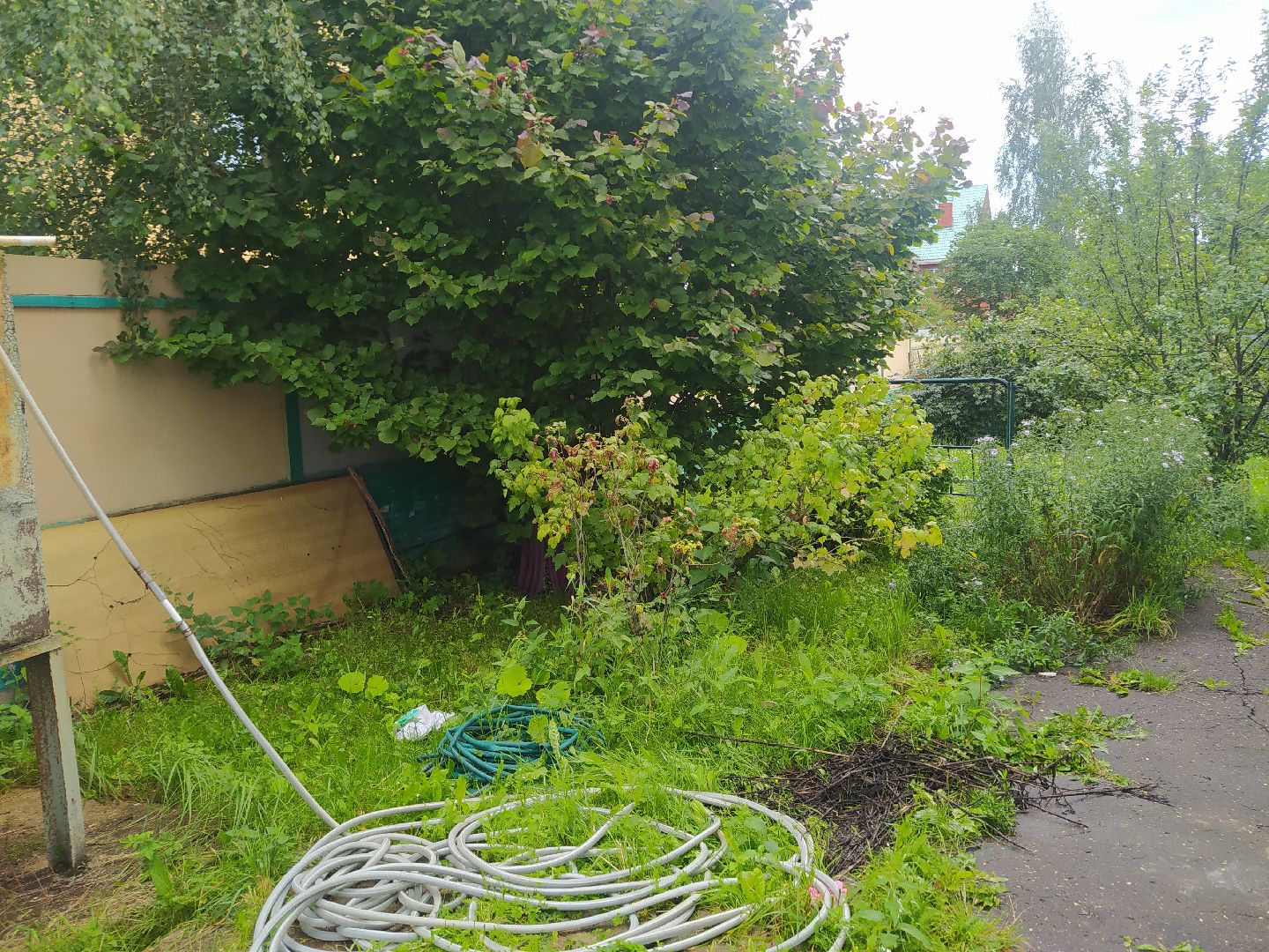 Истра, португальский слизень, слизни, мутанты, моллюски