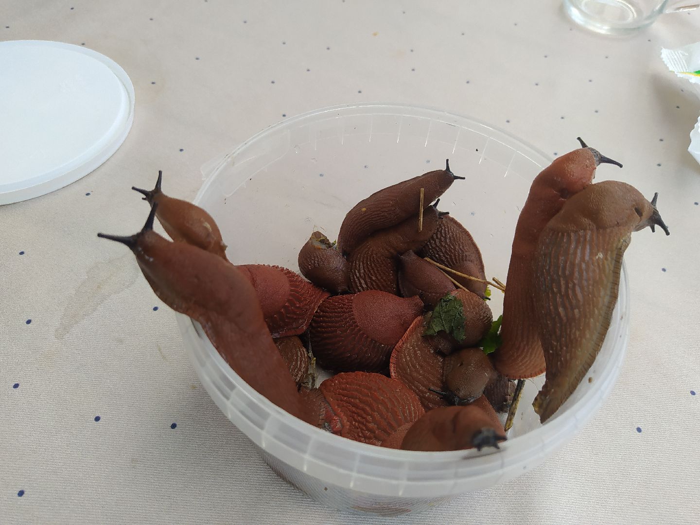 Истра, португальский слизень, слизни, мутанты, моллюски