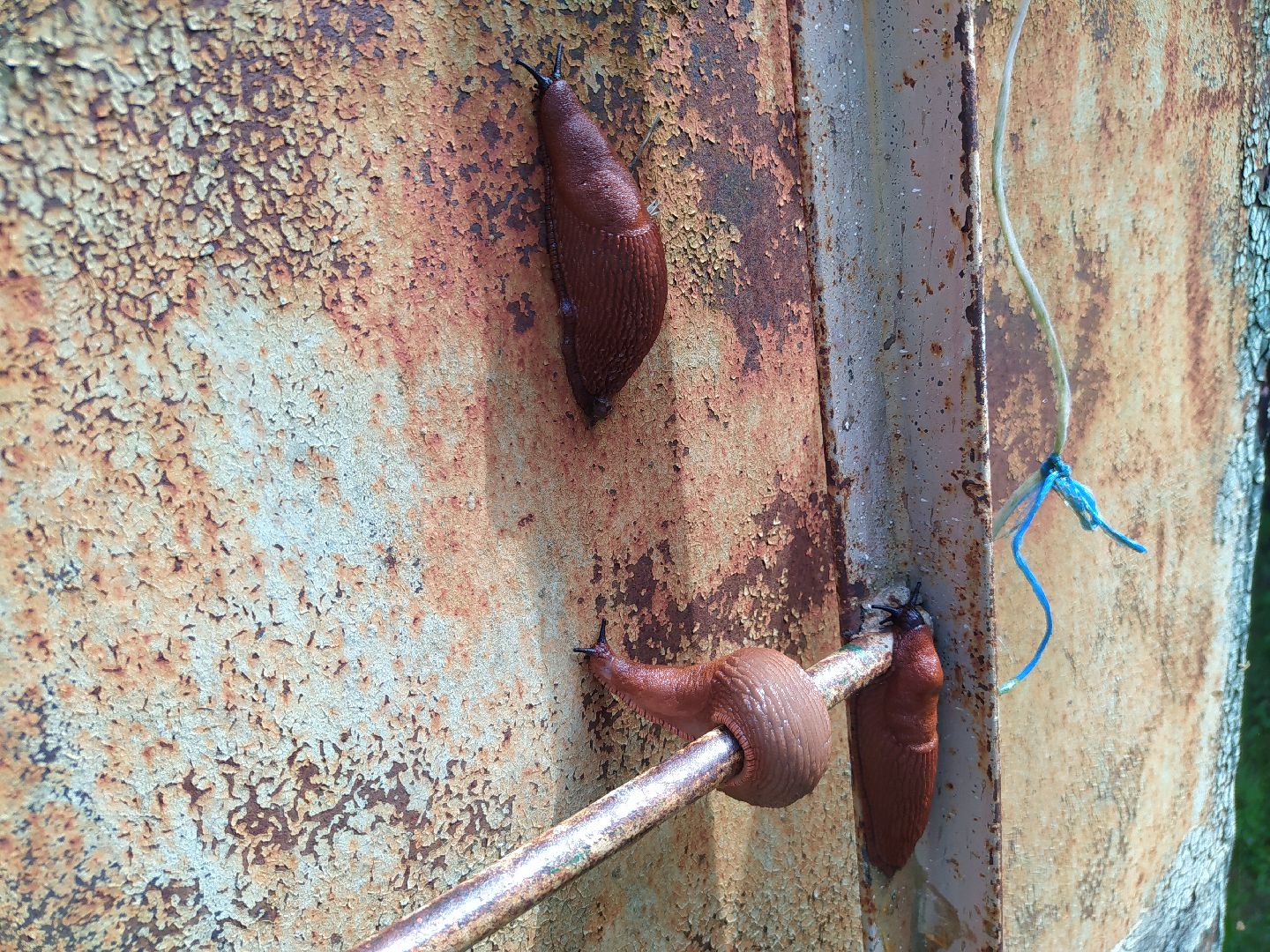 Истра, португальский слизень, слизни, мутанты, моллюски