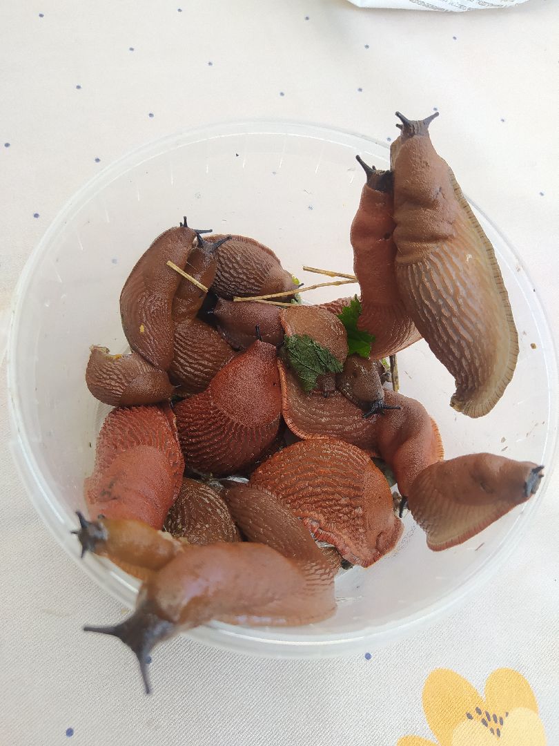 Истра, португальский слизень, слизни, мутанты, моллюски